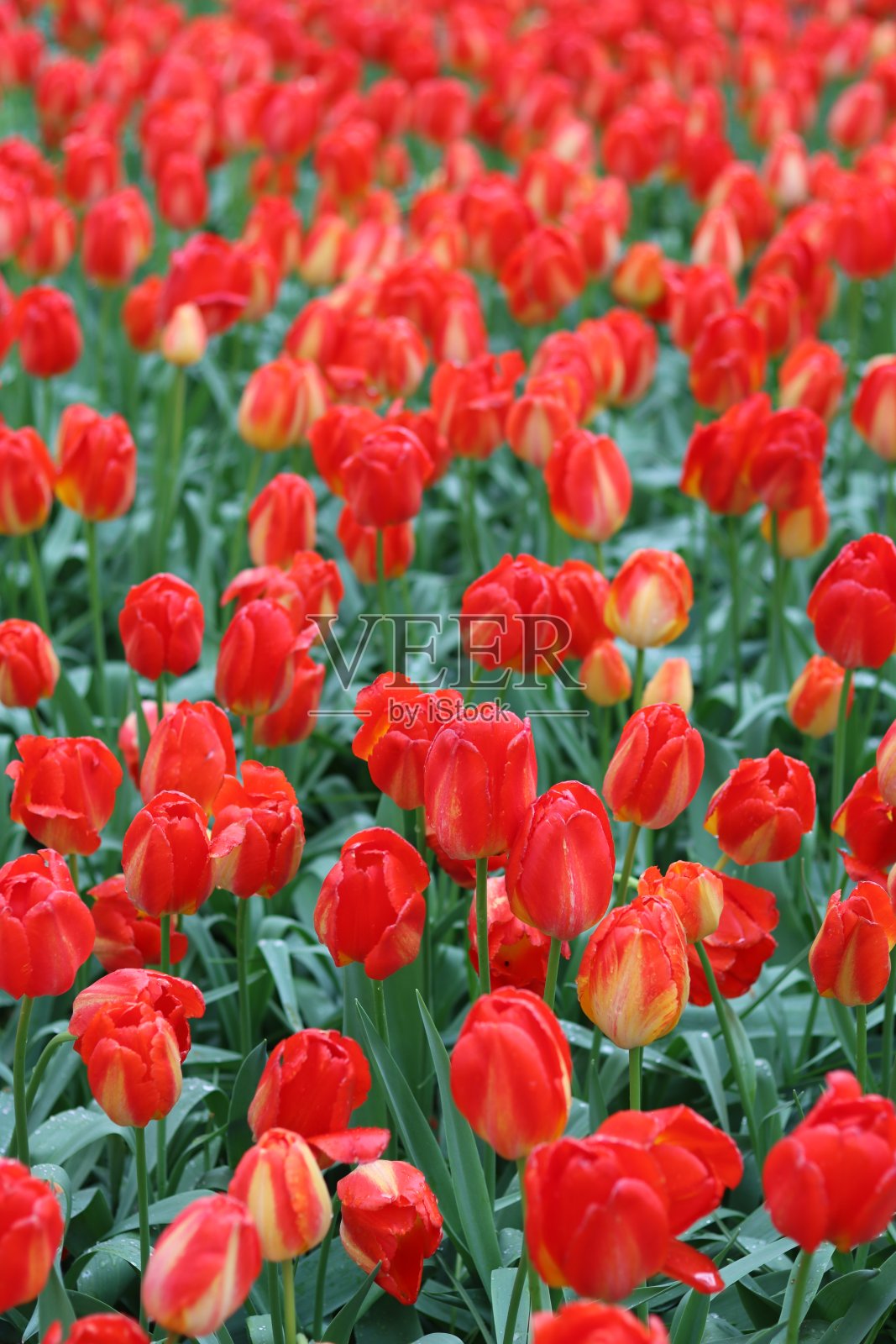 春天花园里鲜艳的红色郁金香照片摄影图片