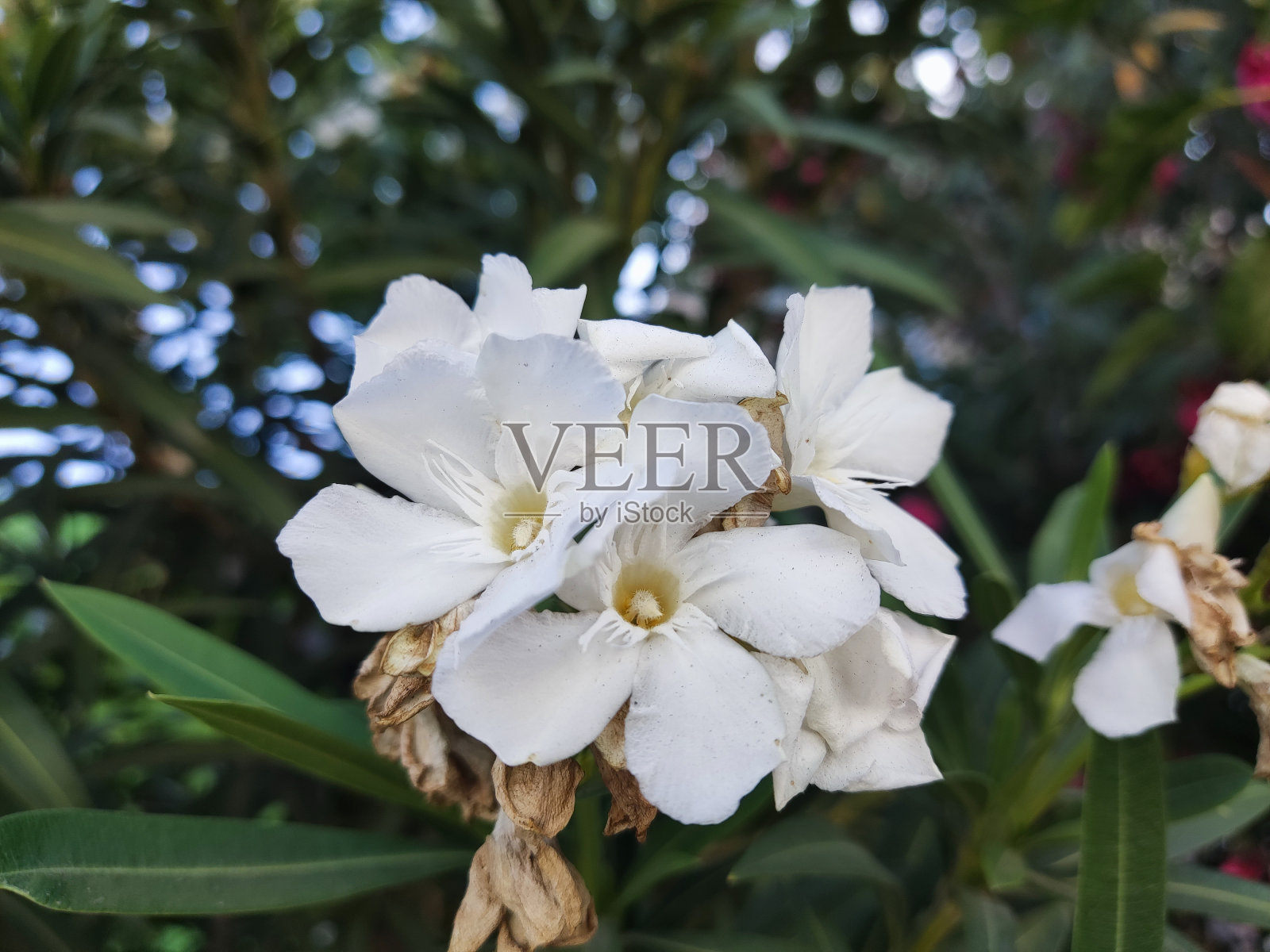 白夹竹桃花照片摄影图片