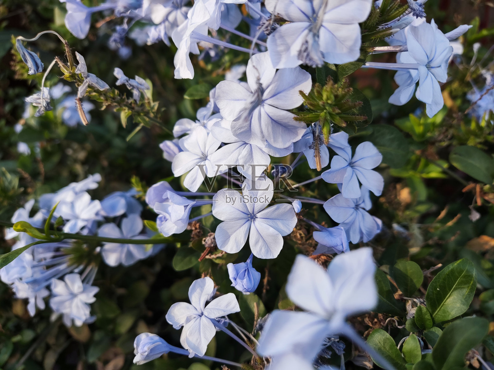 蓝角Leadwort花坛照片摄影图片