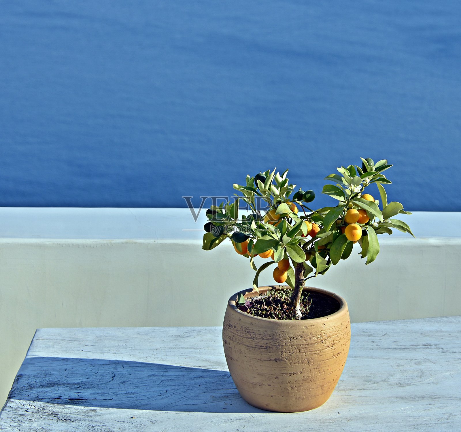 花盆里的小树照片摄影图片