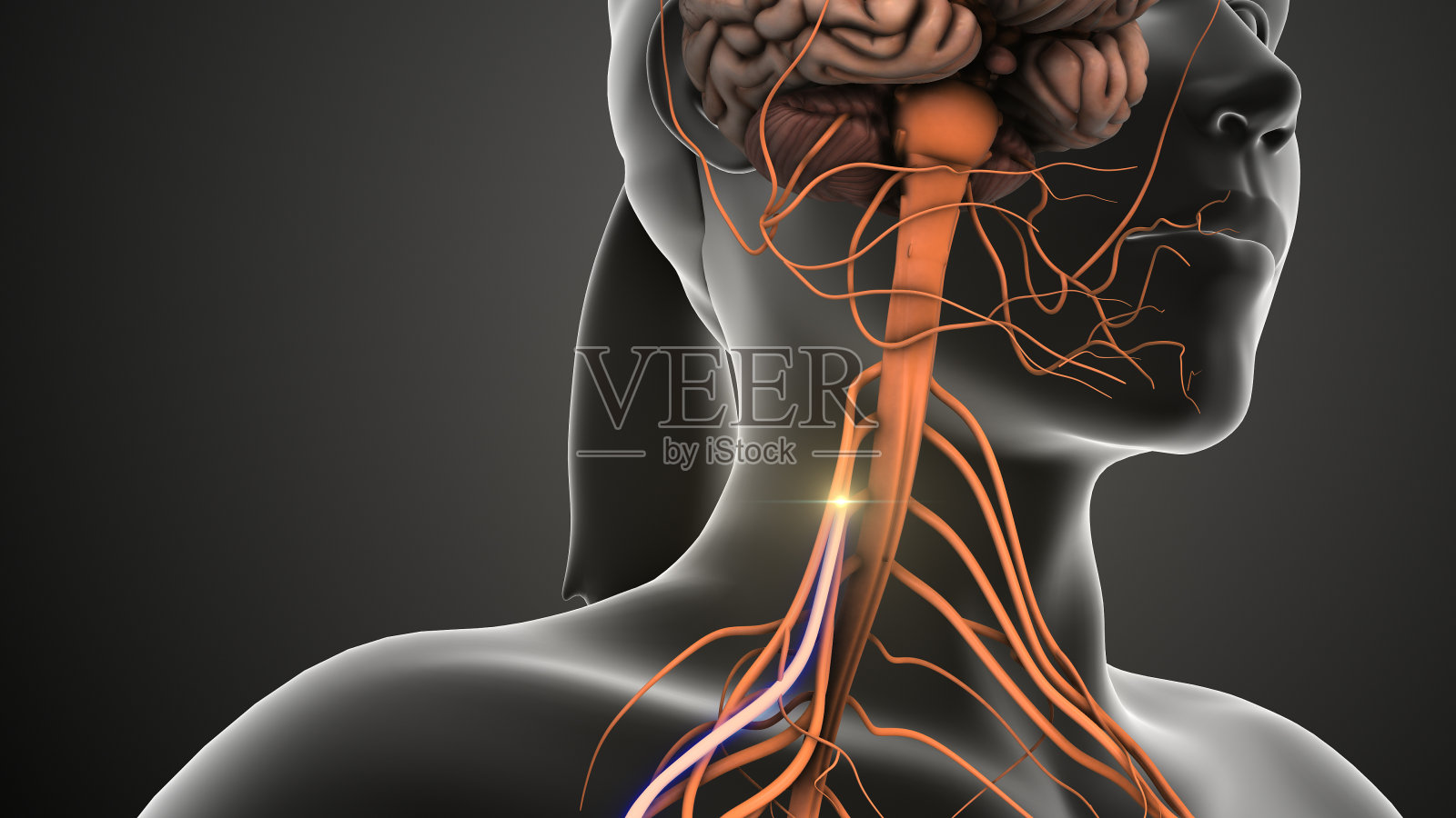 神经从脊髓向大脑发送信号照片摄影图片