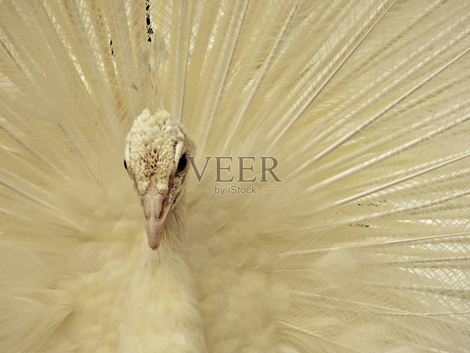 白孔雀特写照片摄影图片