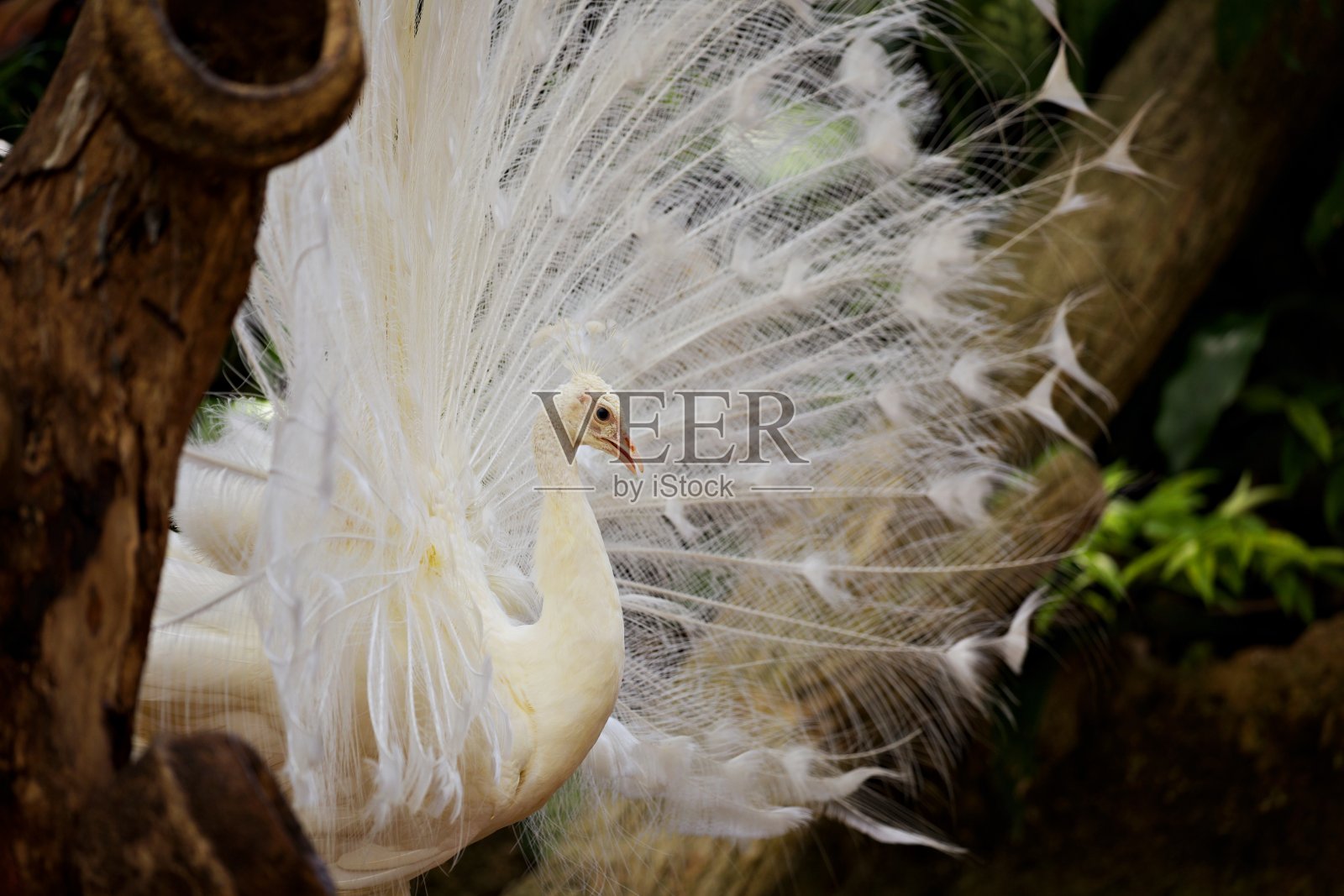 白孔雀特写照片摄影图片