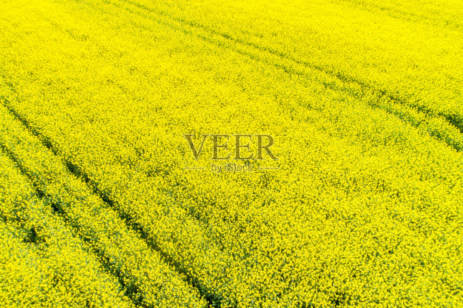 无人机拍摄的油菜籽田鸟瞰图照片摄影图片