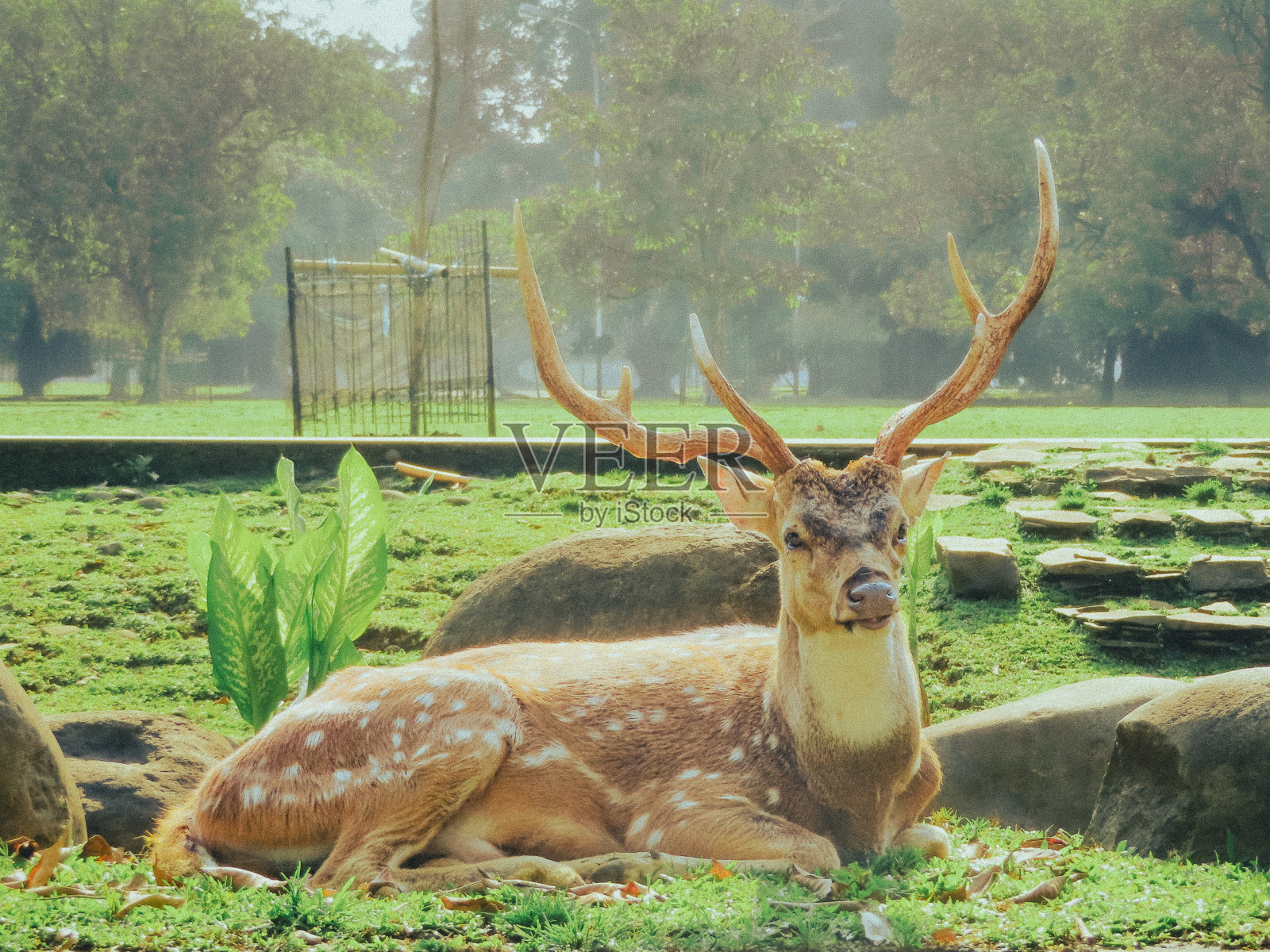 坐在农场的鹿照片摄影图片