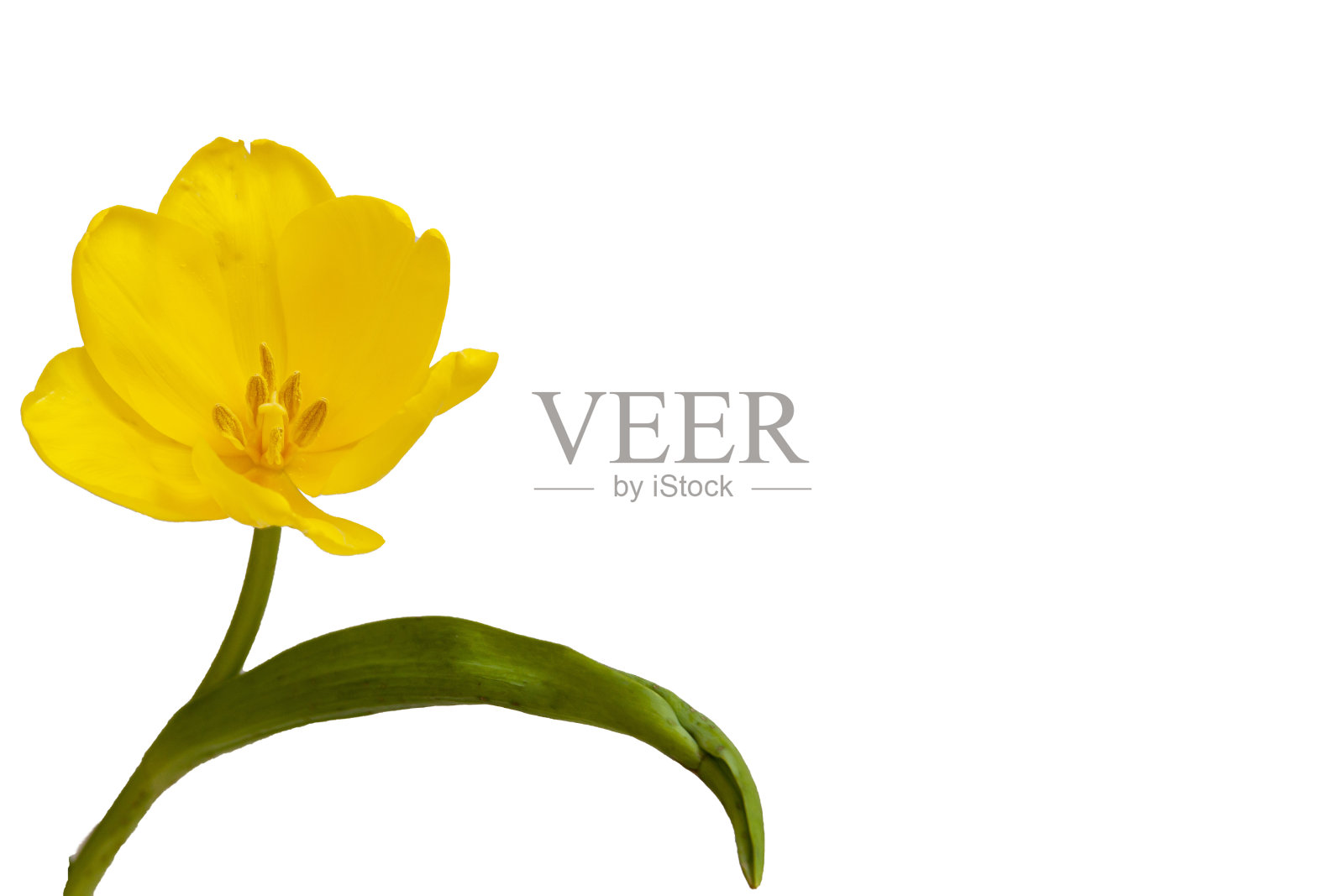 白色背景上的黄色郁金香。水平的。照片摄影图片