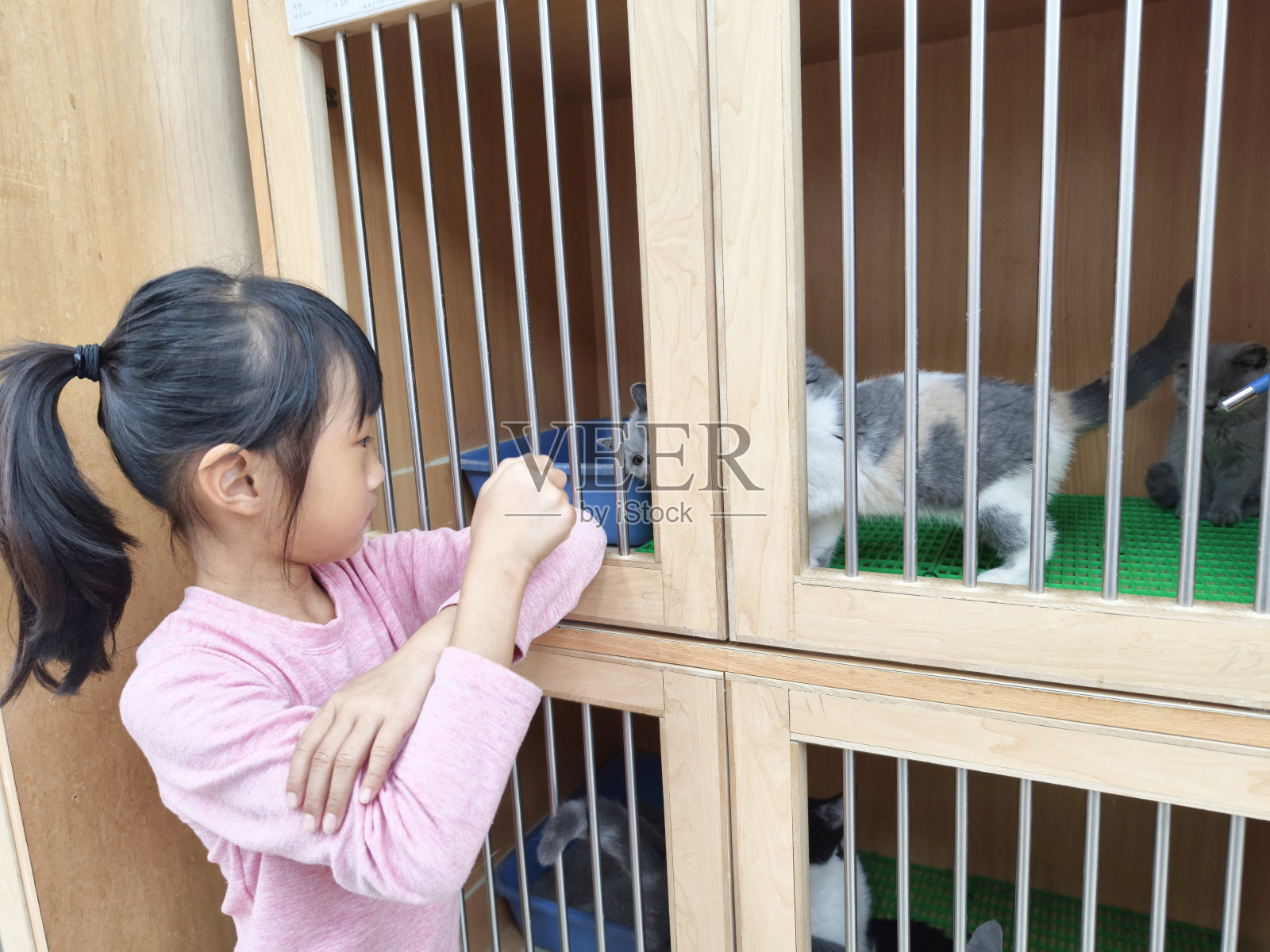 亚洲女孩在宠物酒店和宠物店和猫玩。照片摄影图片