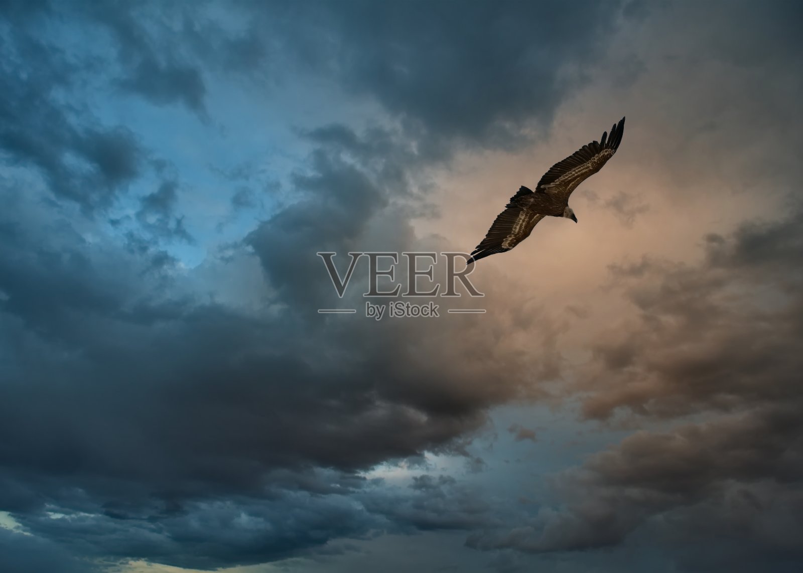 掠夺性的飞行照片摄影图片