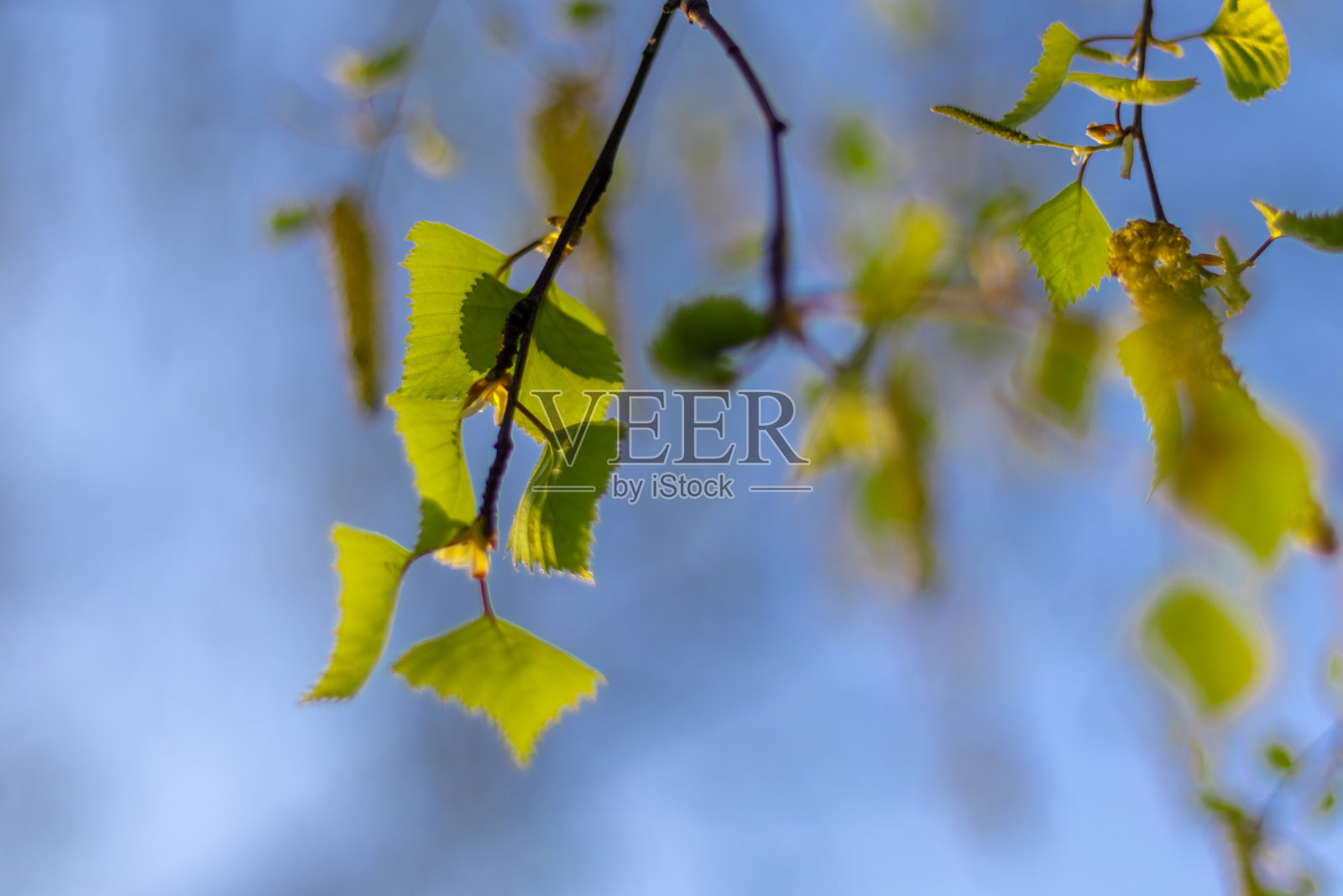 阳光明媚的五月，白桦树枝上的初叶和耳环映衬着蓝天。的支持下,背景照片摄影图片