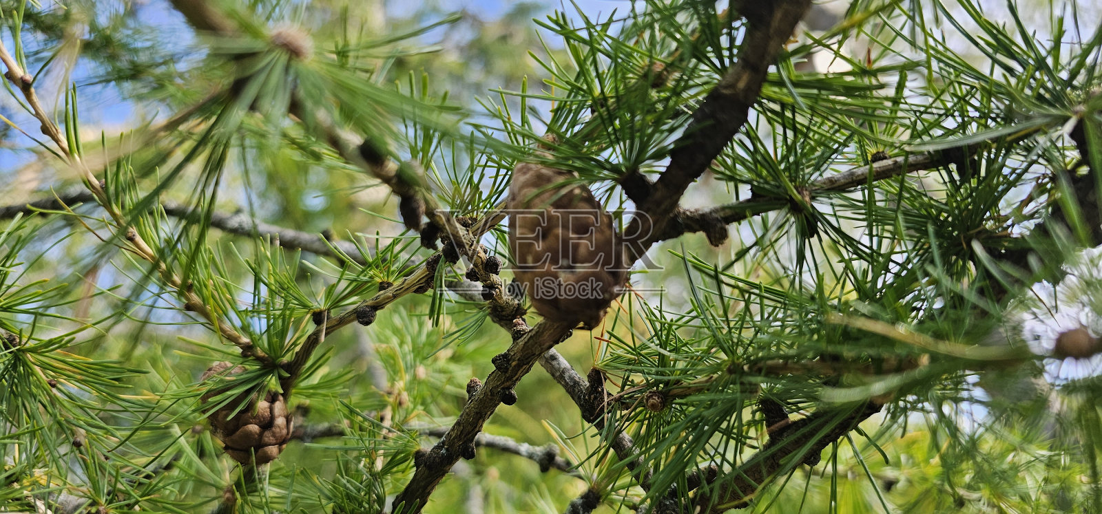 室外有球果的针叶树，特写照片摄影图片