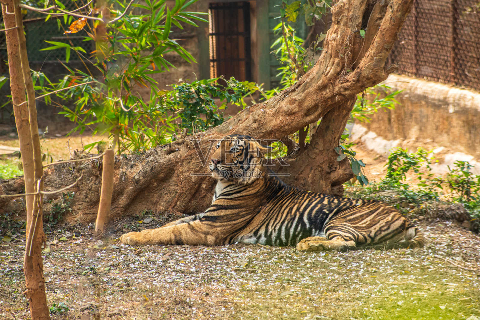 国家森林里的老虎照片摄影图片
