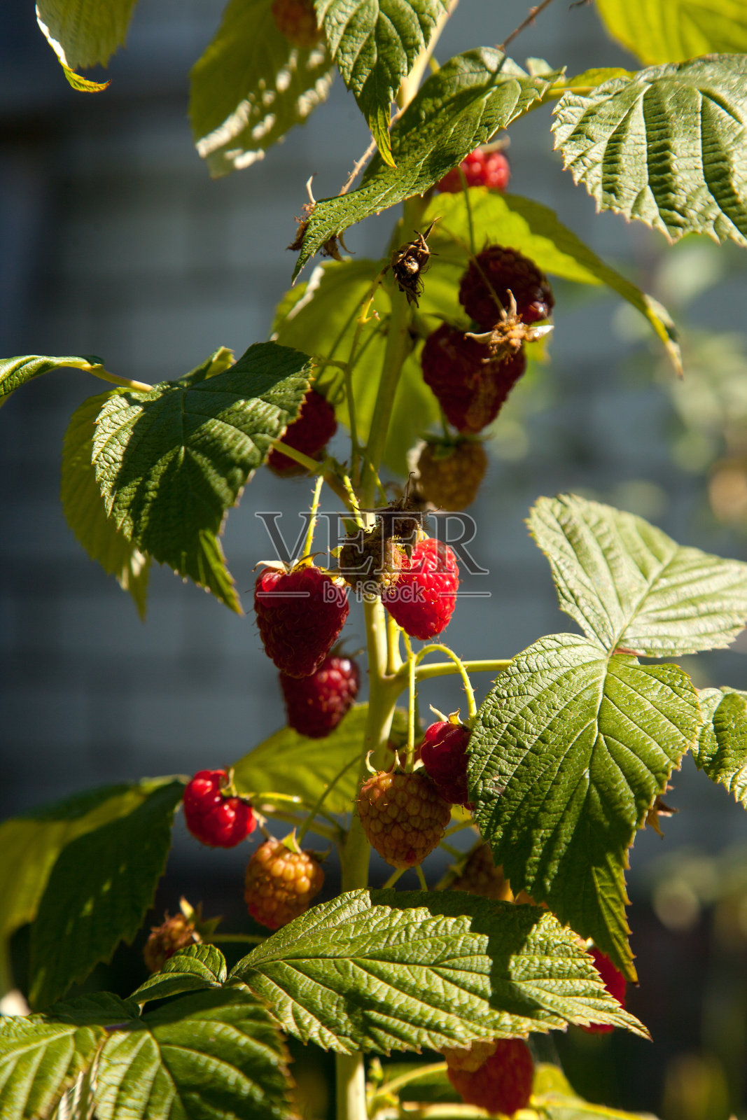 果园里成熟和未成熟的覆盆子。生长的天然灌木树莓。阳光下的树莓枝。照片摄影图片