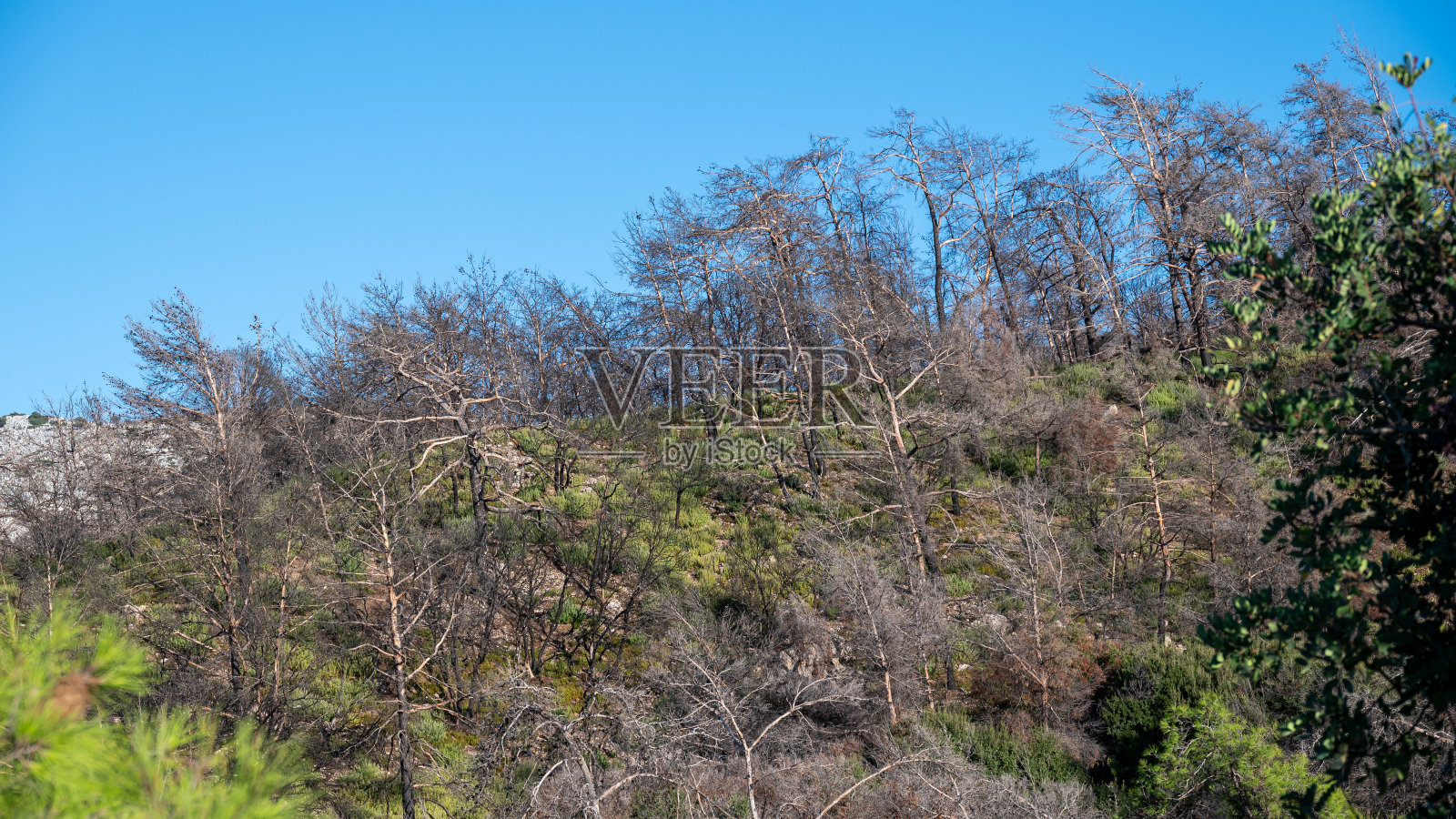 罗得岛大火后的一座有树的小山。照片摄影图片