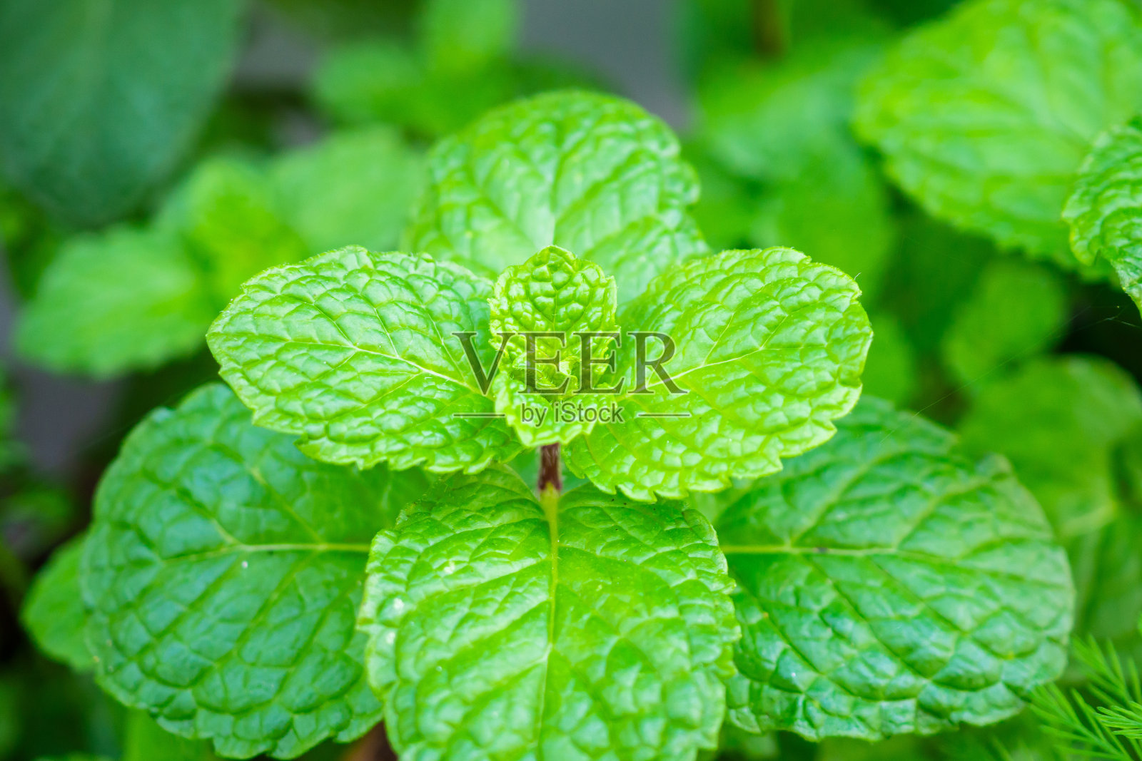 花园里新鲜的绿色薄荷植物照片摄影图片