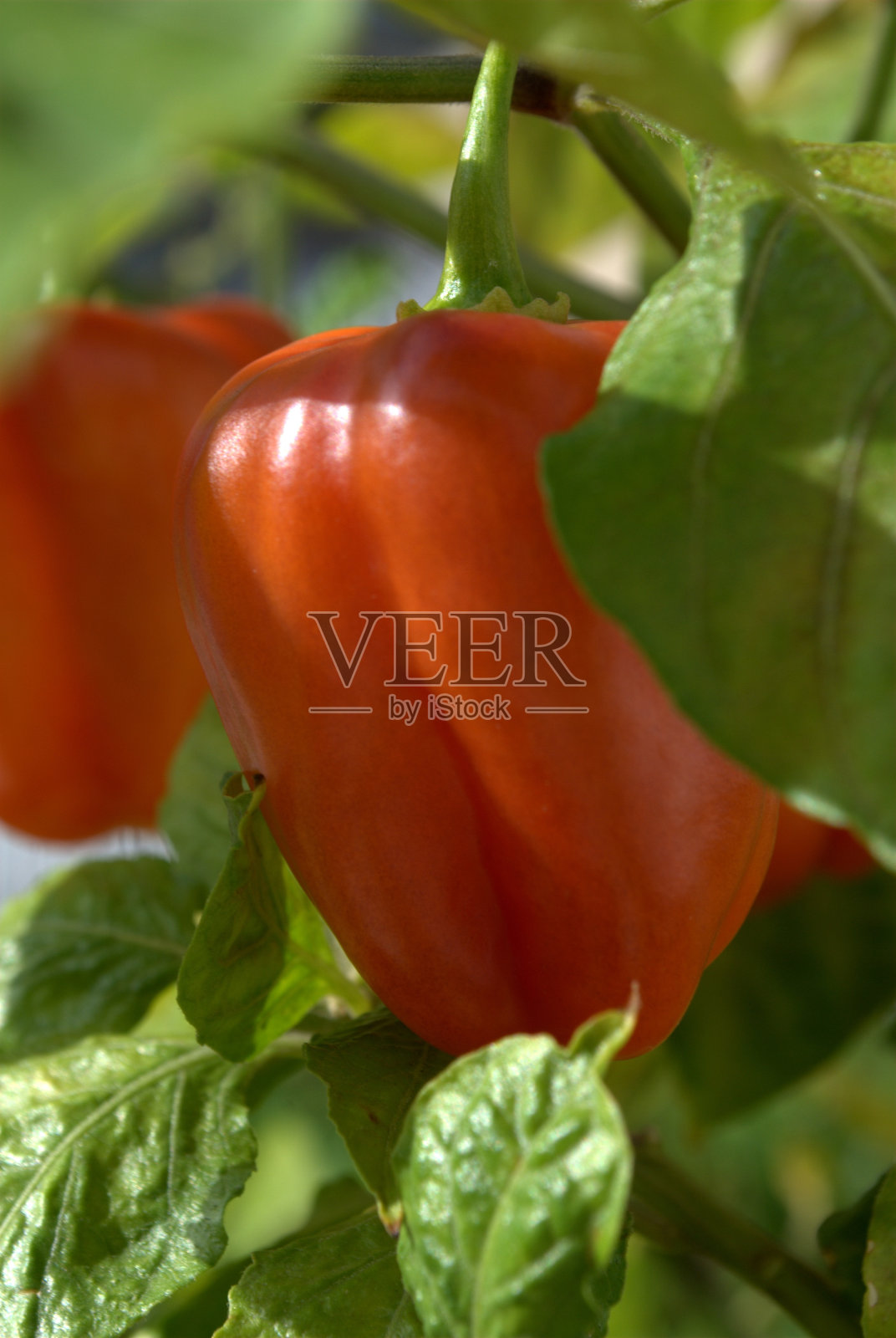 小甜椒种植园小甜椒种植园照片摄影图片