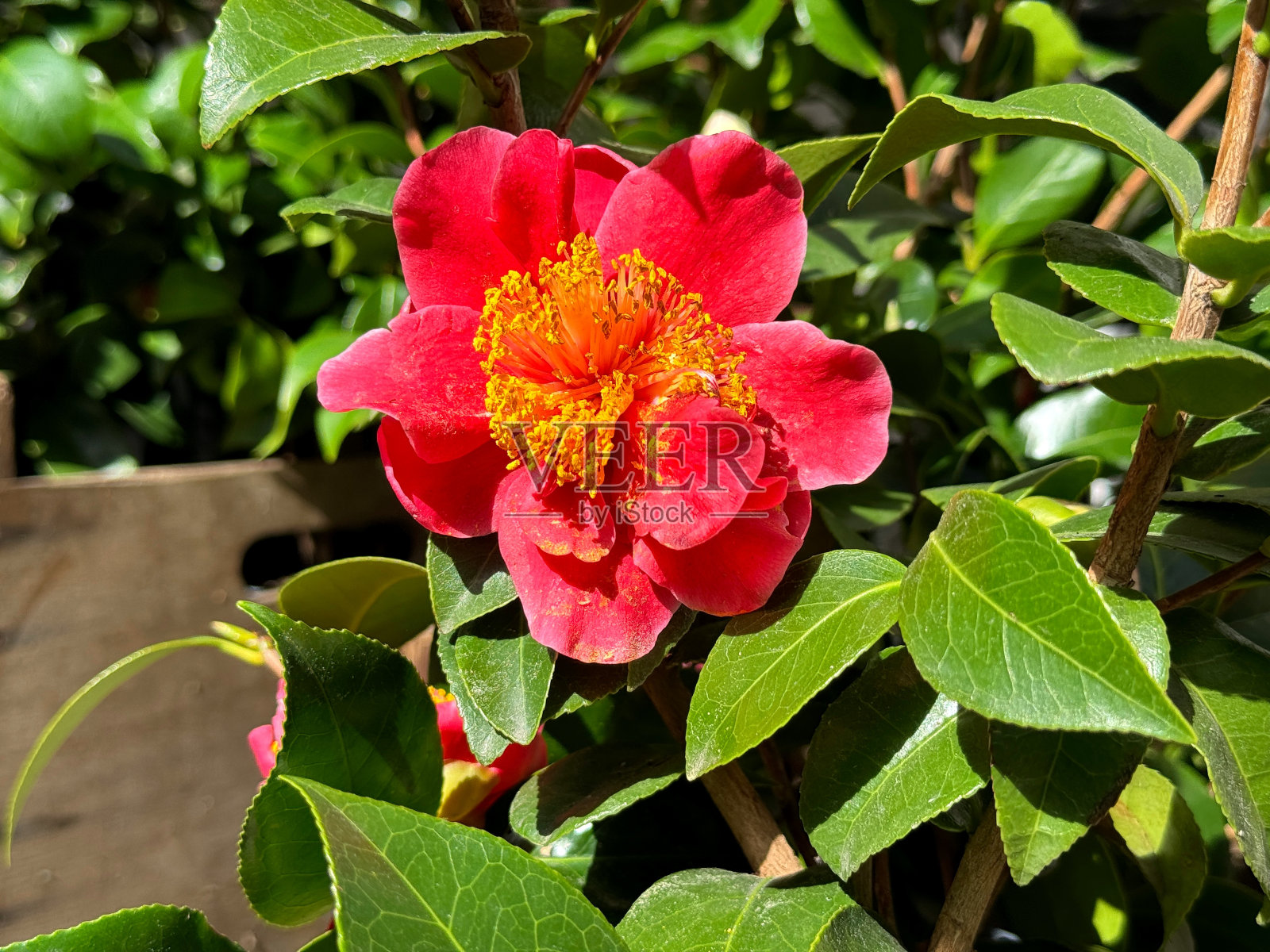 茶花是花园里美丽的红花照片摄影图片