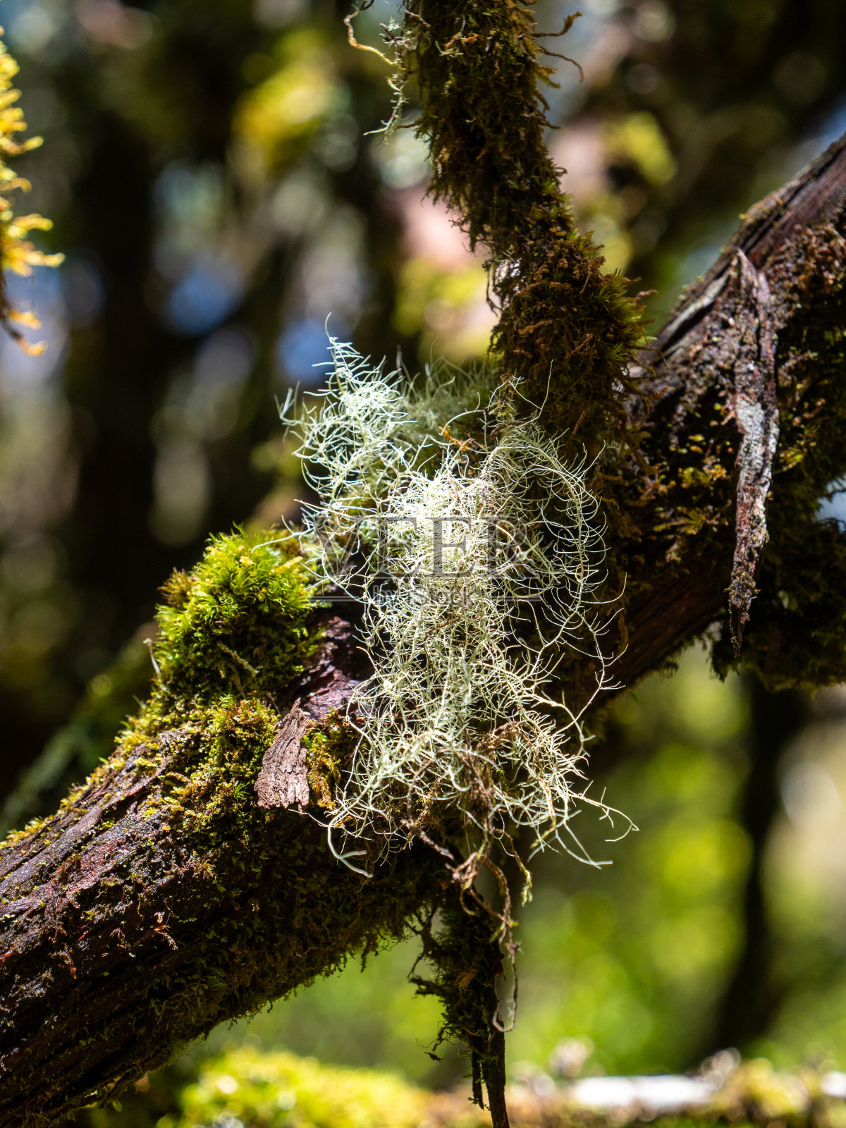 在月桂林中的Laurisilva，也被称为马德拉岛上的仙女花园。照片摄影图片