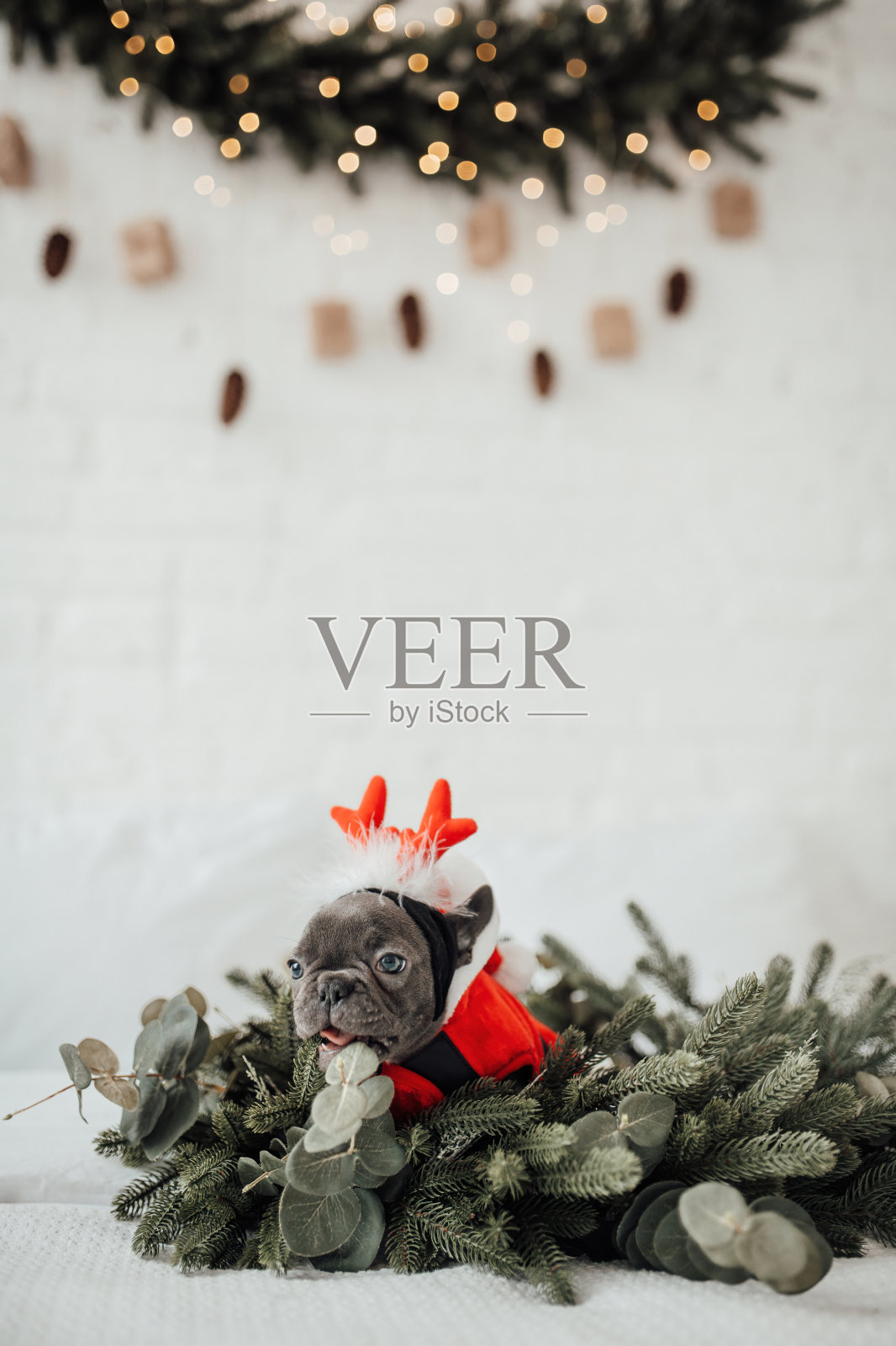 有趣的灰色小狗法国斗牛犬穿着圣诞服装在家里的节日设置照片摄影图片