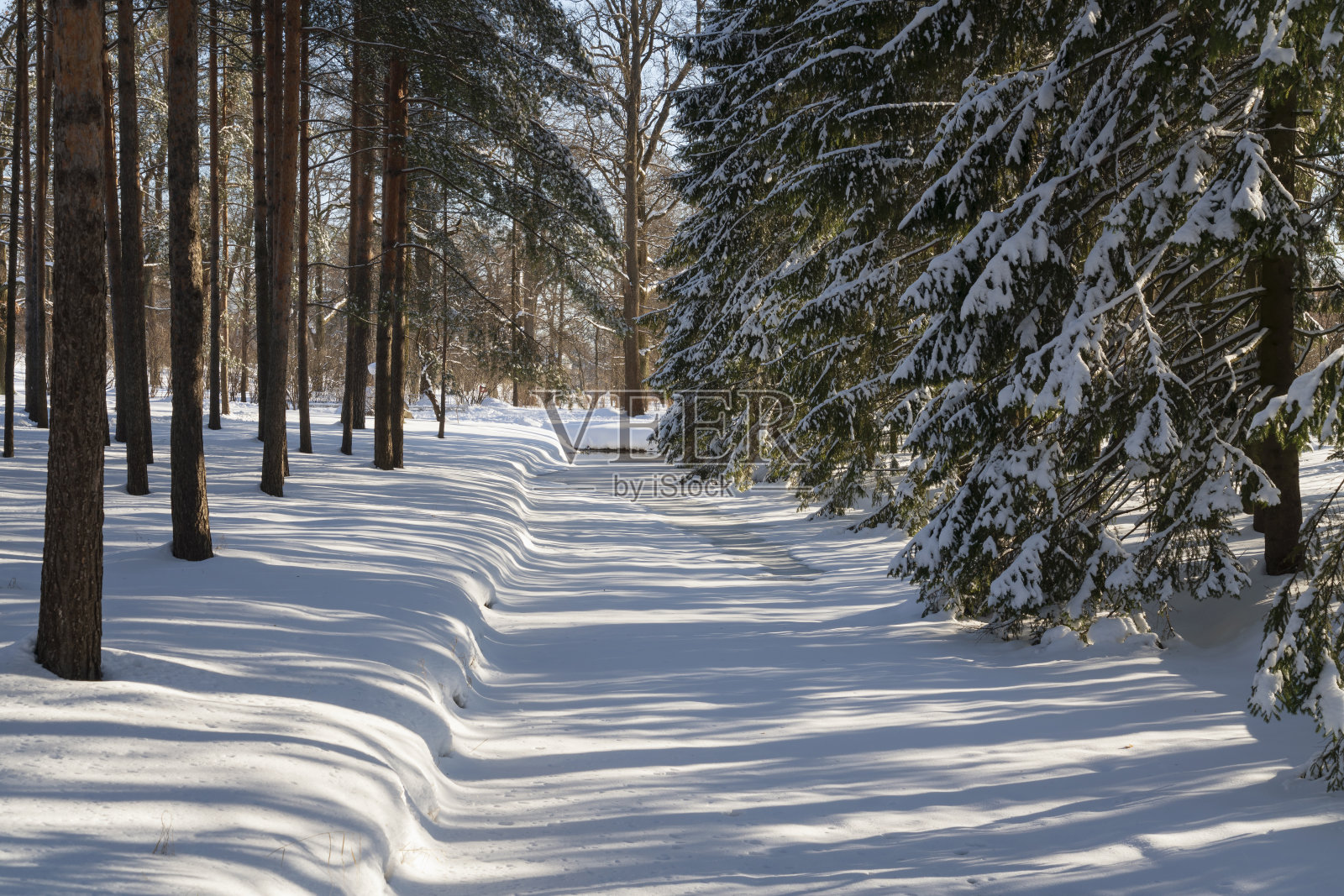 一个阳光明媚的冬日，普希金，俄罗斯圣彼得堡，沙皇塞洛凯瑟琳公园的上池塘附近的冬季景观照片摄影图片