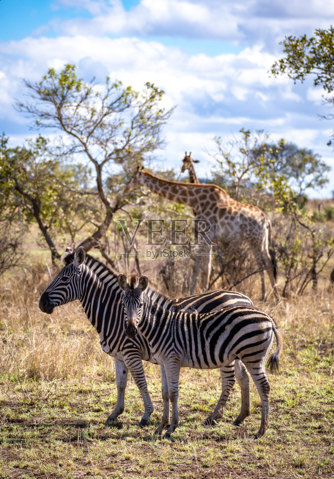 南非克鲁格国家公园的野生斑马特写照片摄影图片