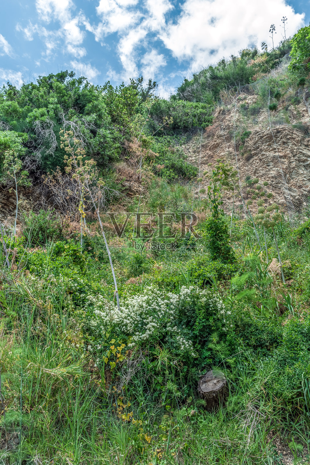 植被生长在黑山布德瓦的岩石山坡上照片摄影图片