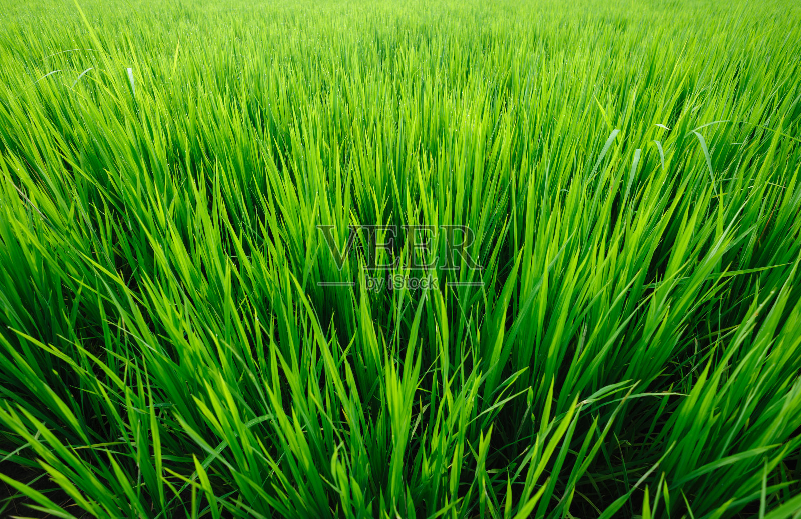 日出天空下的绿色稻田照片摄影图片