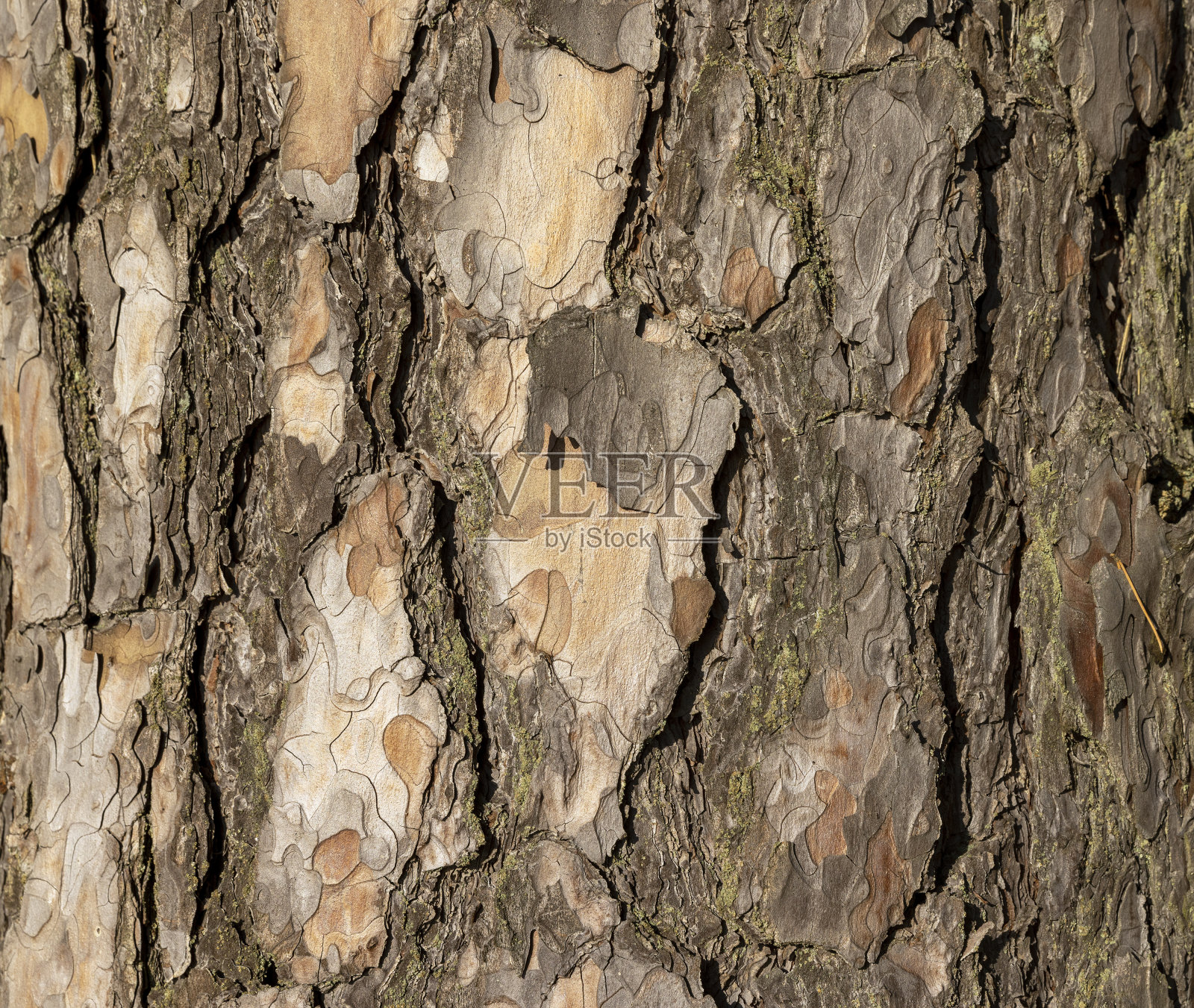 冬天没有叶子的树照片摄影图片