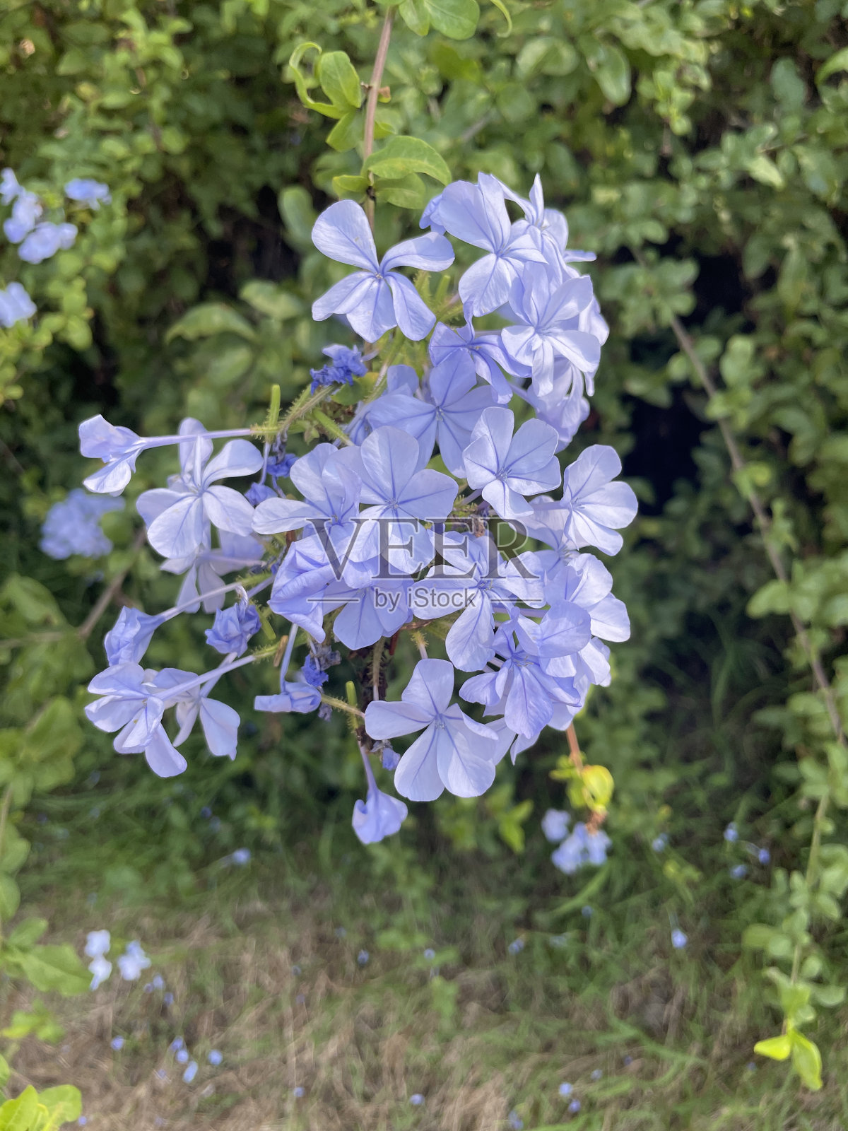 蓝花楹照片摄影图片