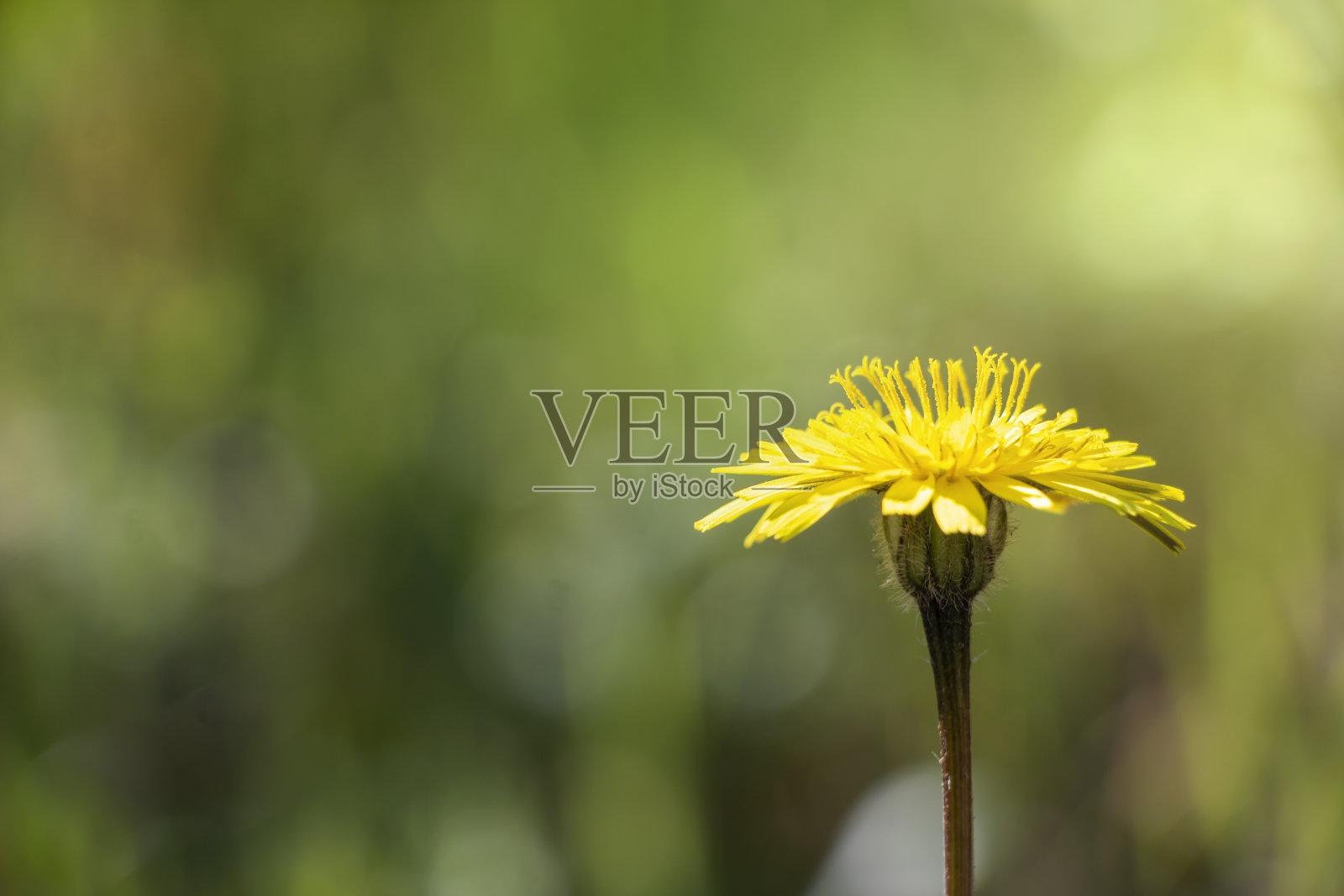 一种细长的蓟，黄色的花瓣在自然界中孤立。希腊的春天。照片摄影图片