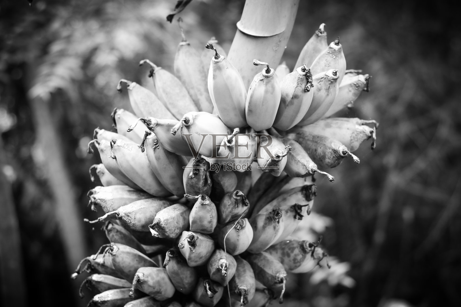 花园里的香蕉树照片摄影图片