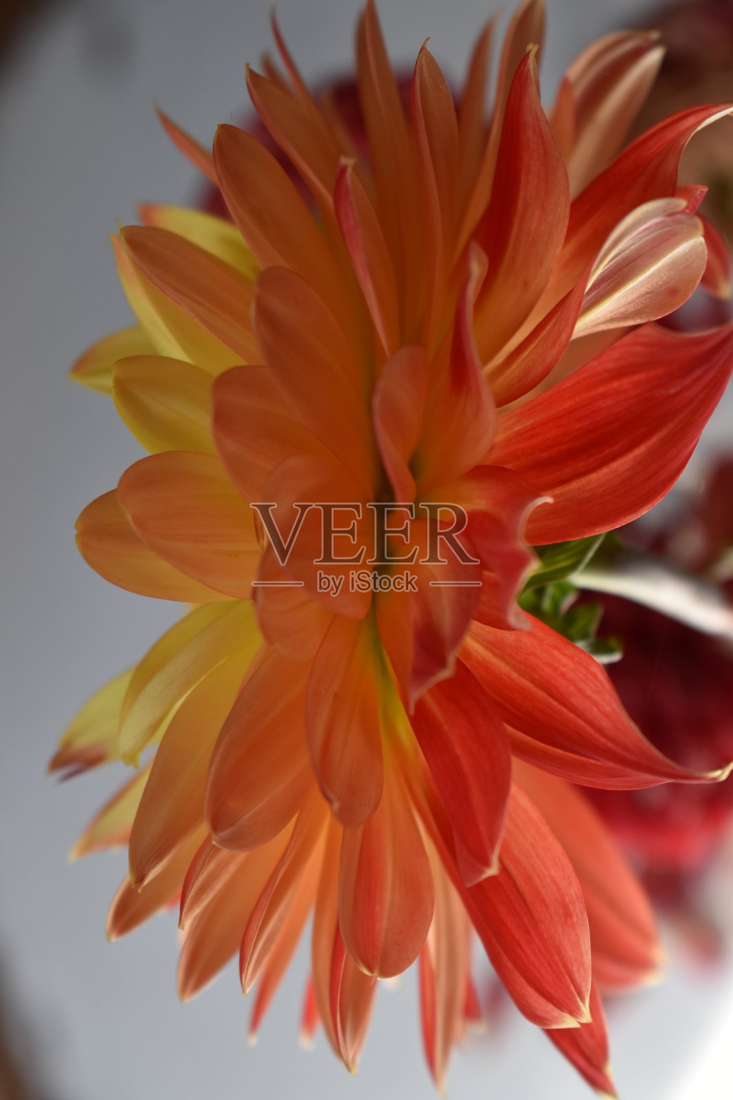 从高角度看大丽花的侧面。照片摄影图片