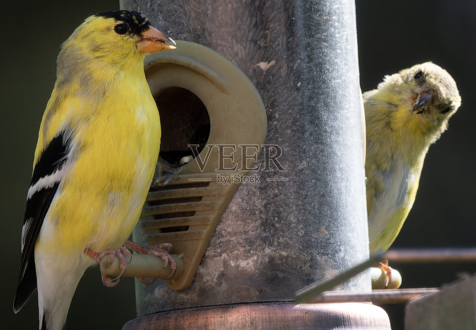 后院甲板上的美洲金翅雀照片摄影图片