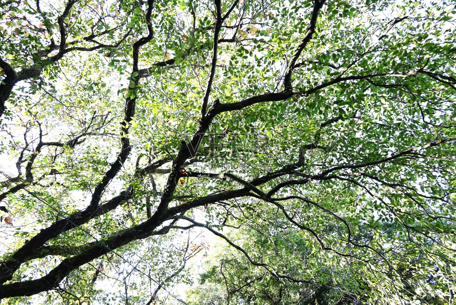 日本绿桤木(Alnus sieboldiana)坚果。日本特有的桦树科落叶乔木。照片摄影图片