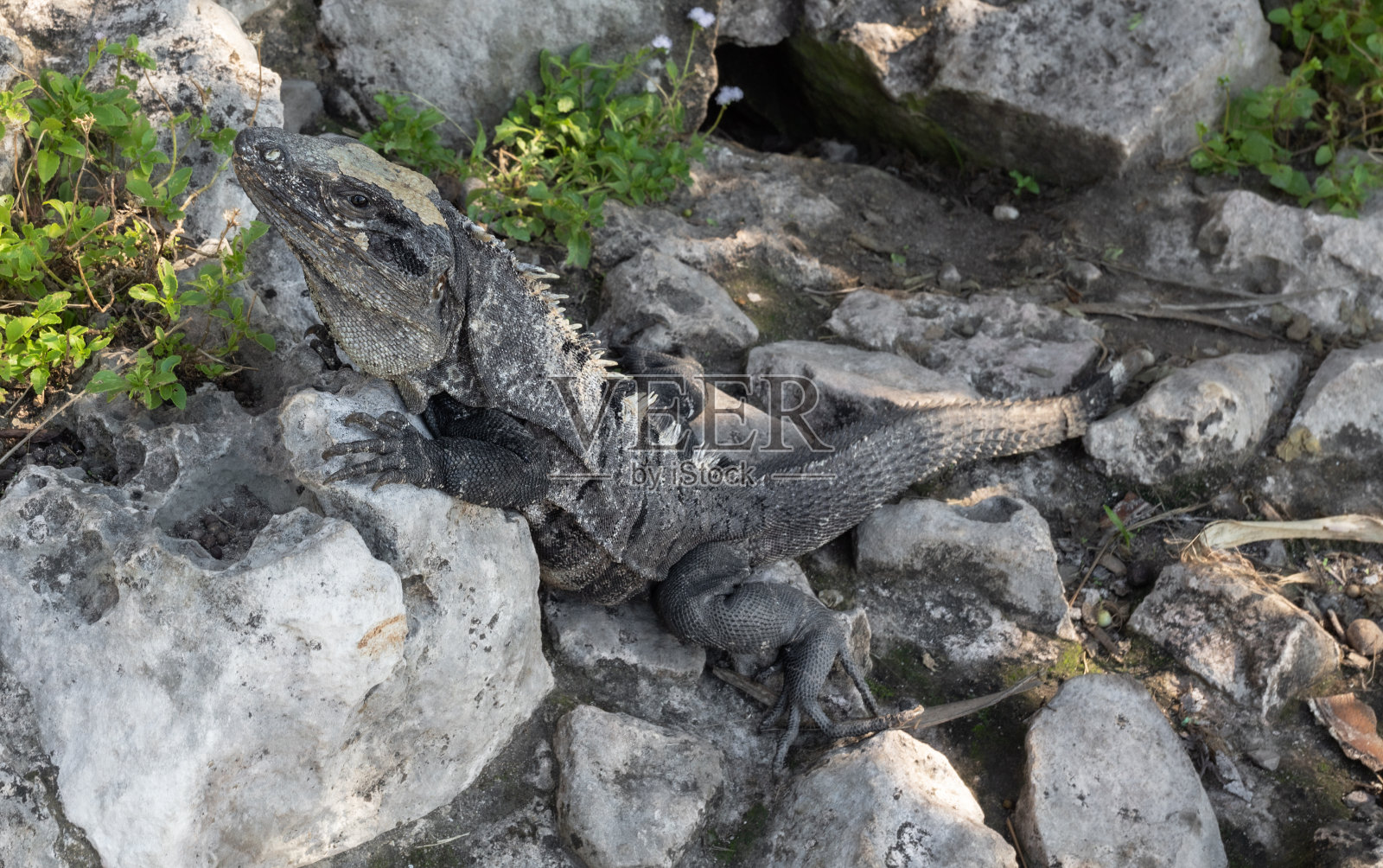 鬣蜥照片摄影图片