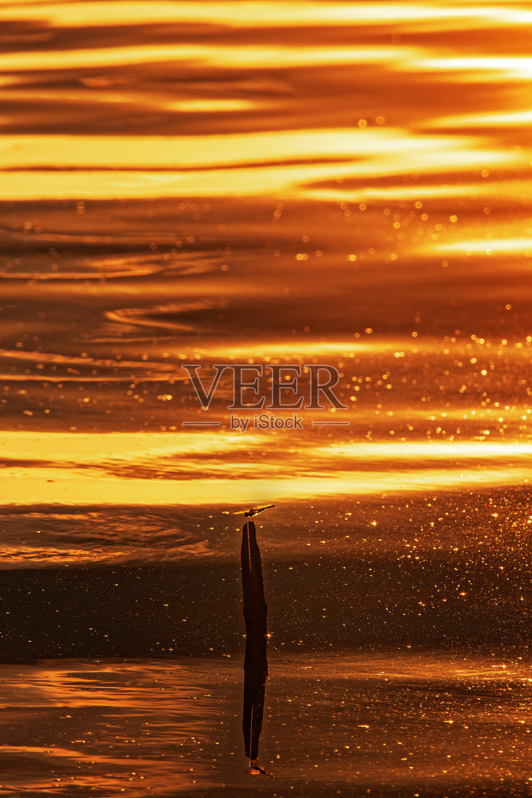 蜻蜓飞过湖面照片摄影图片