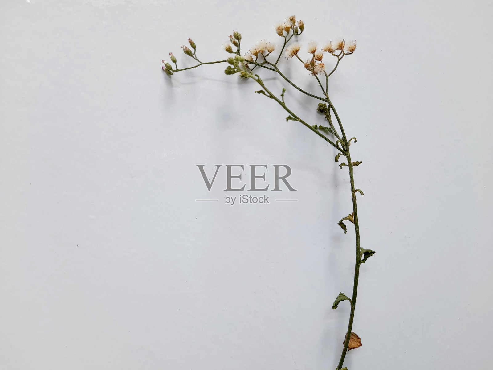 小的花。照片摄影图片