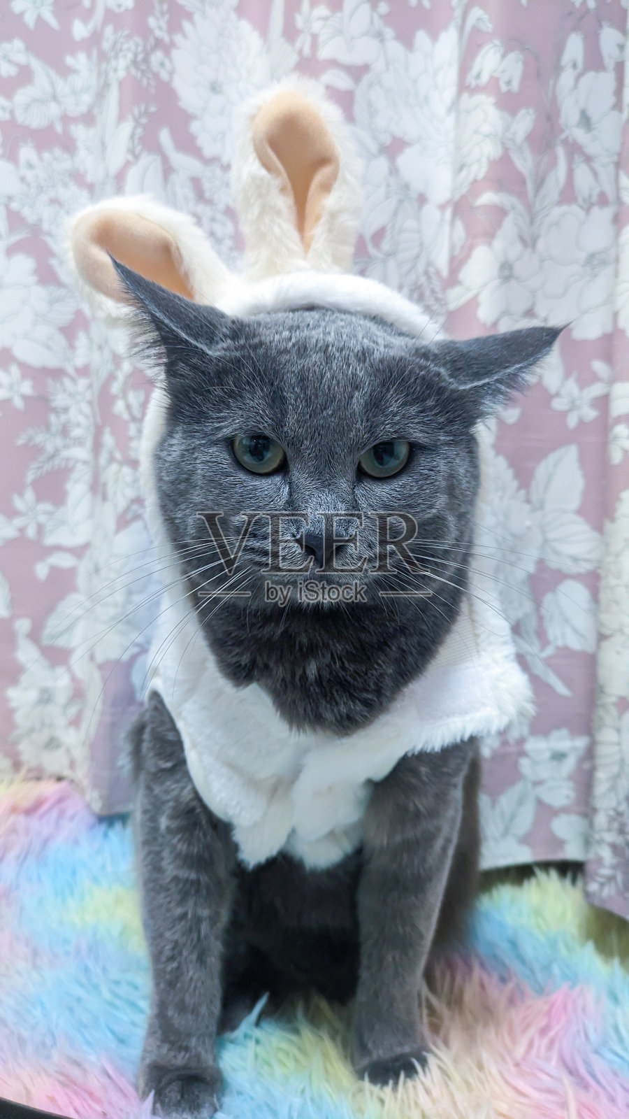 可爱的灰猫穿着兔子服装。照片摄影图片