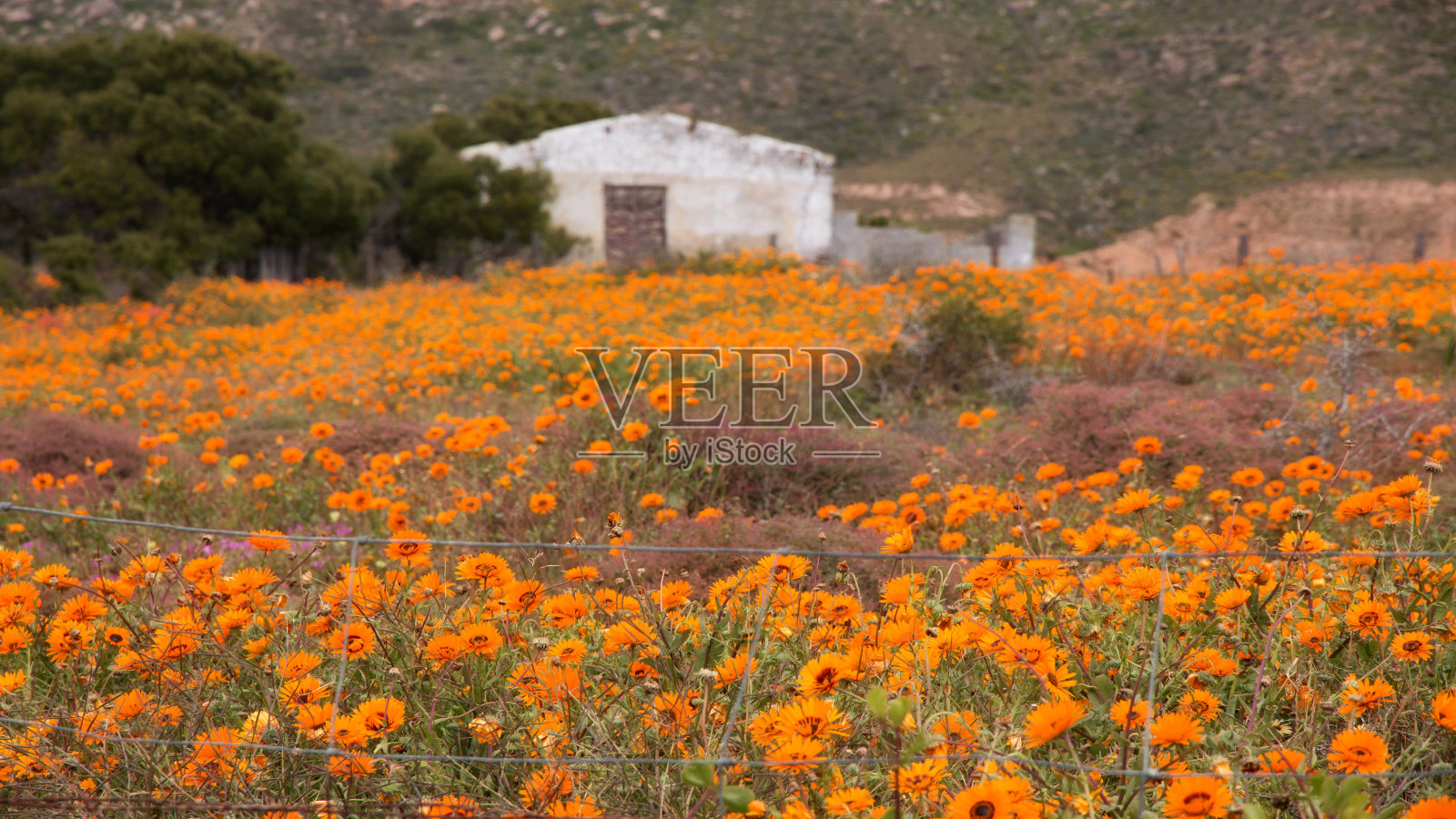 橙色雏菊2023年8月20、22、23、26日照片摄影图片