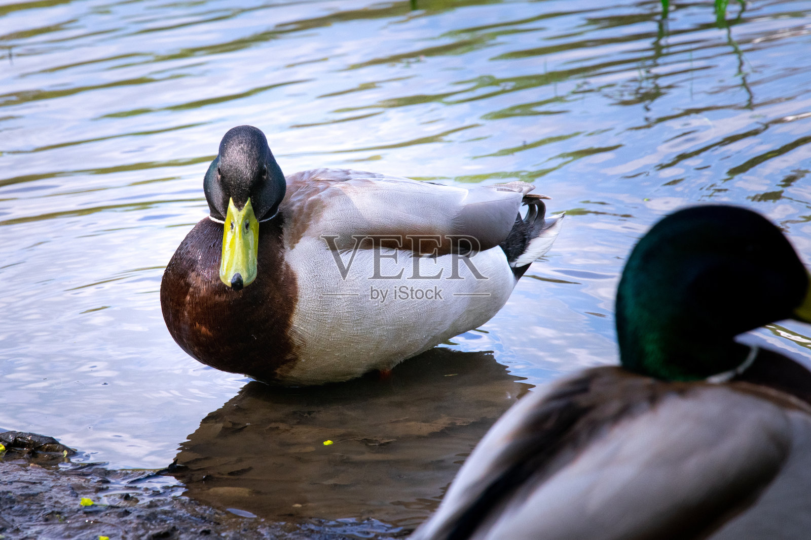 雄性绿头鸭。在波兰纳列佐夫清澈的湖水中倒影的鸭子照片摄影图片