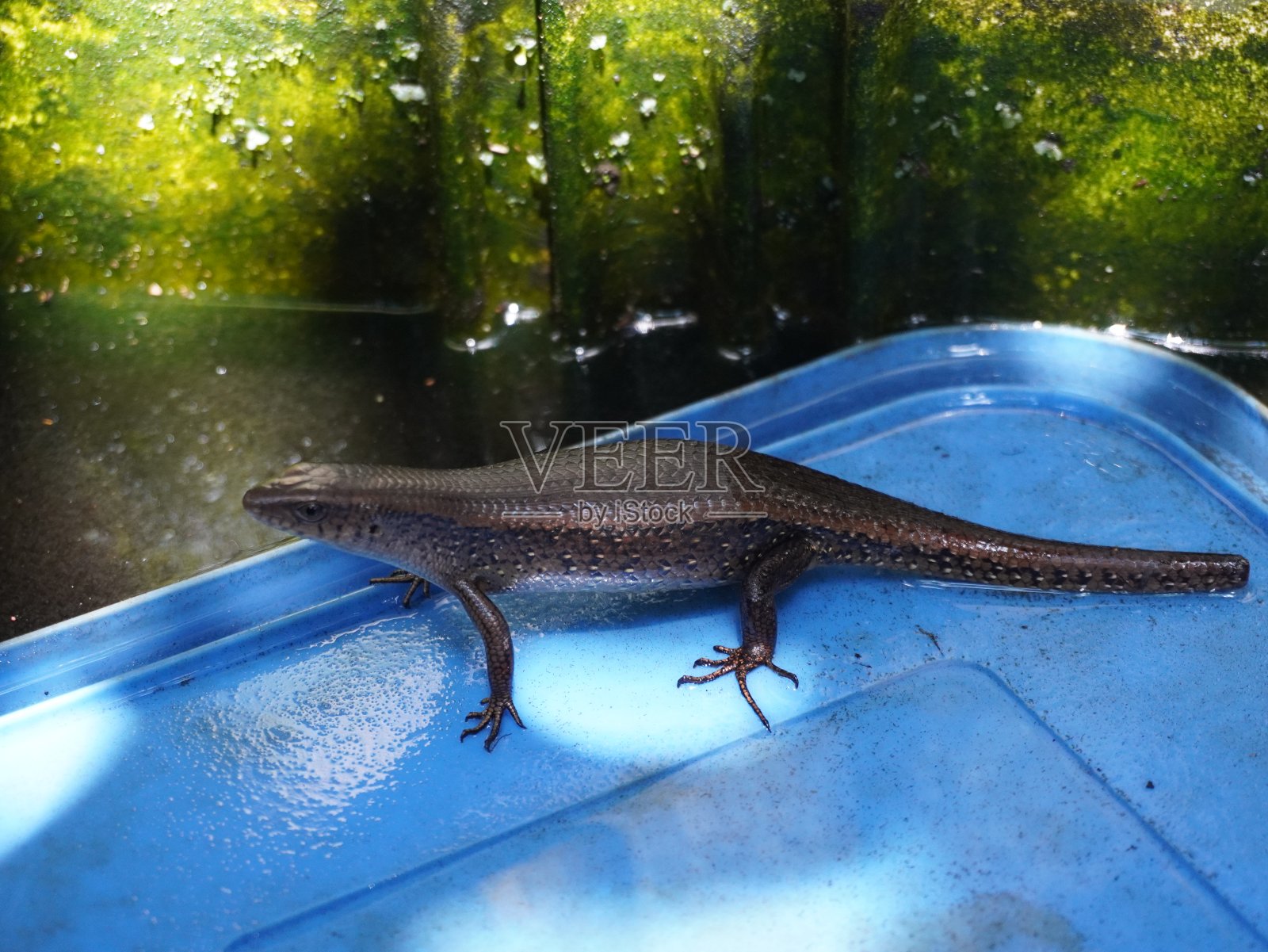一只长出新尾巴的蜥蜴照片摄影图片