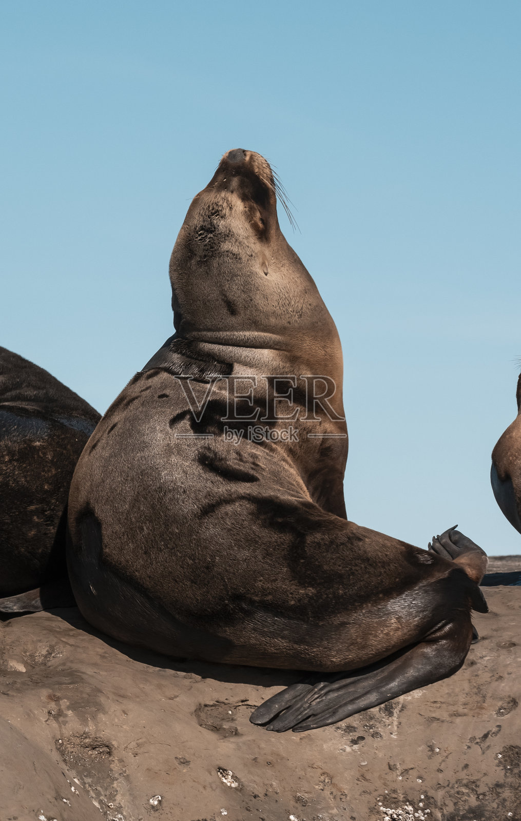 阿根廷巴塔哥尼亚丘布特瓦尔德斯半岛的雄性和雌性海狮照片摄影图片