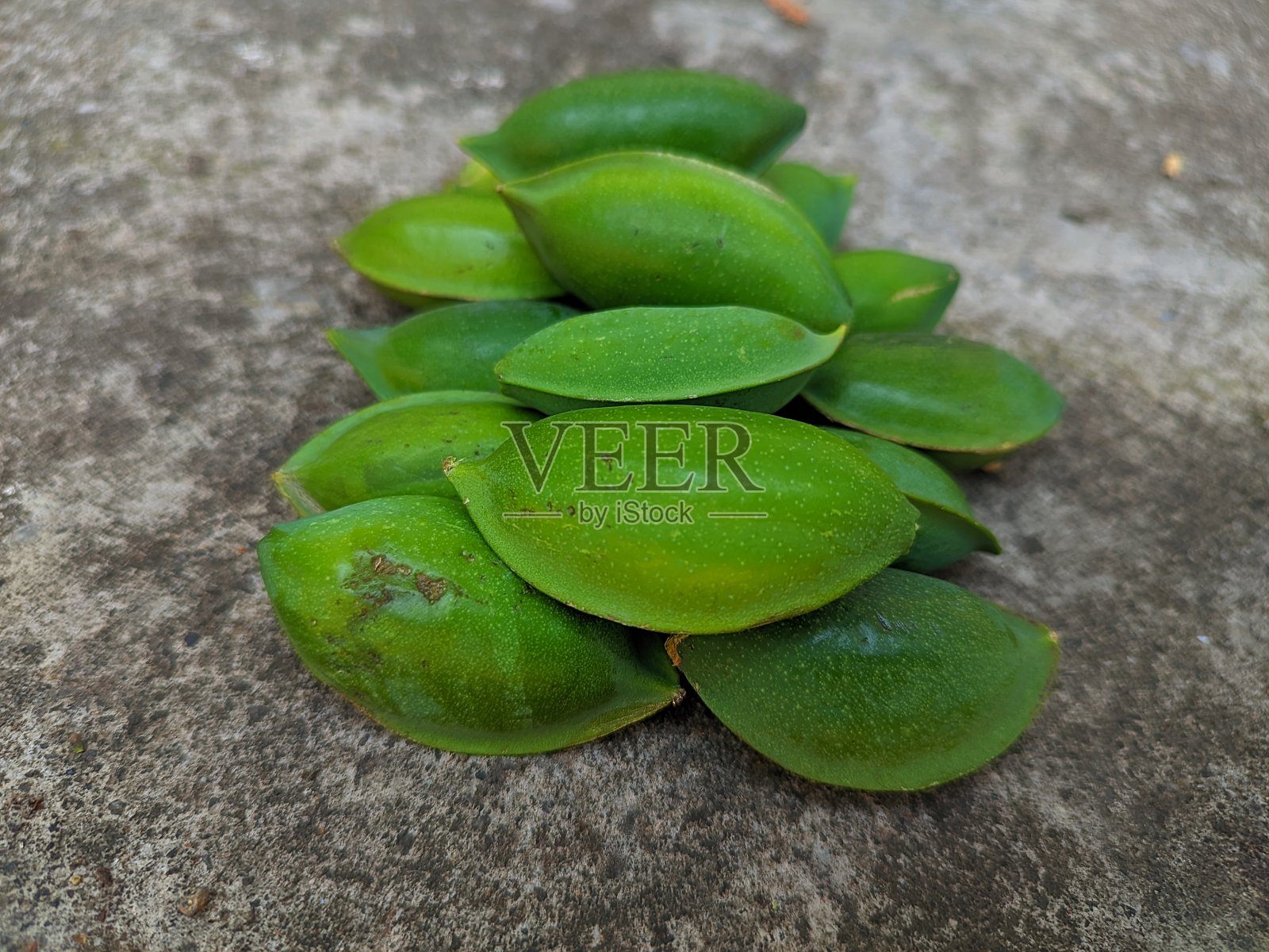 ketapang种子中的油有泻药和促进母乳的作用，树皮中的单宁有利尿剂的作用，可以改善尿流和治疗肝炎照片摄影图片