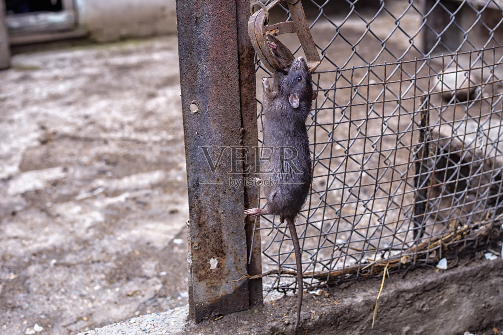 捕鼠器里的大鼠或老鼠，在村庄栅栏的背景下对抗有害的啮齿动物。一只大鼠或老鼠挂在陷阱上。照片摄影图片