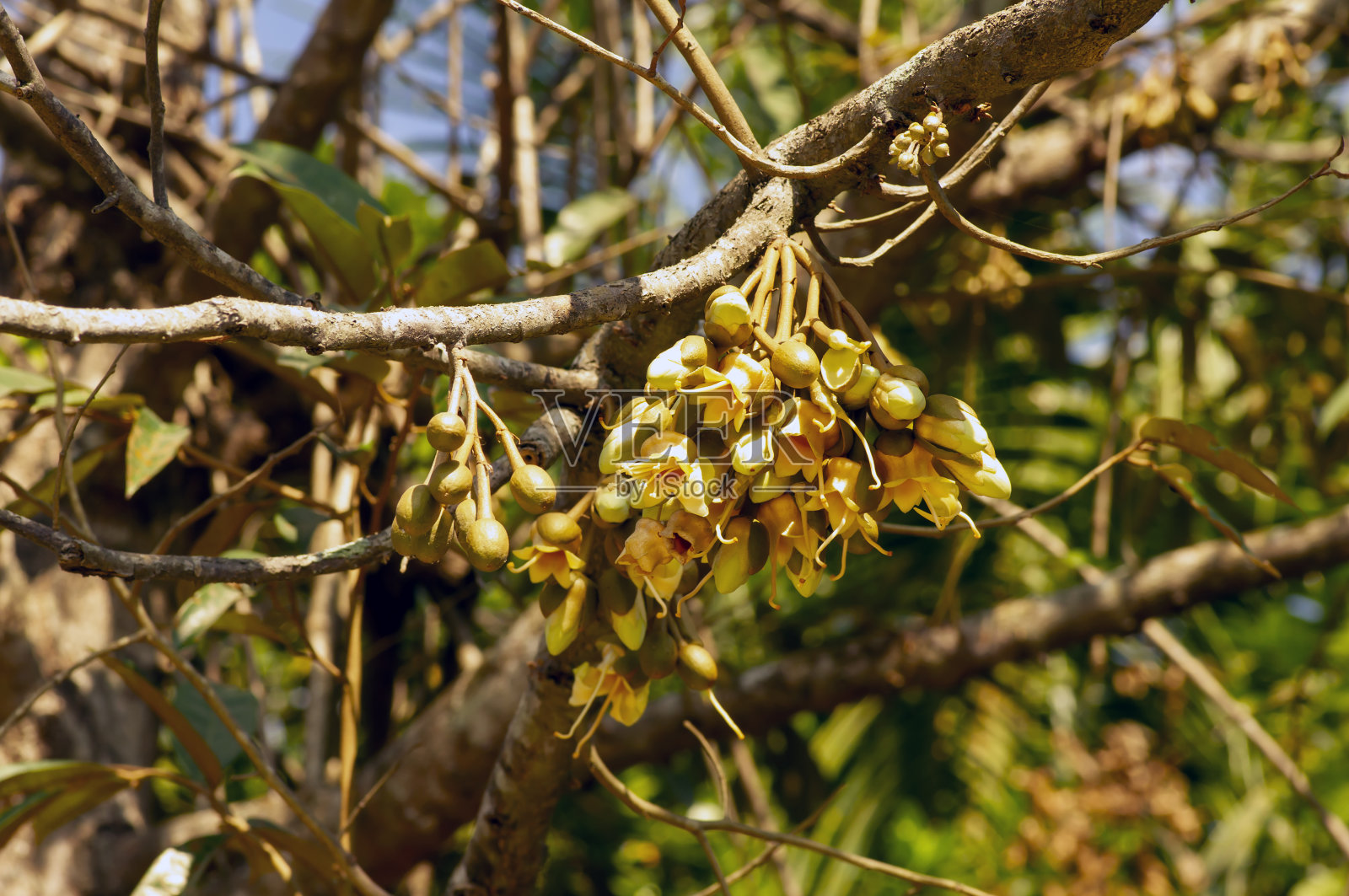 榴莲花(Durio zibethinus)，水果之王，从树枝上盛开照片摄影图片