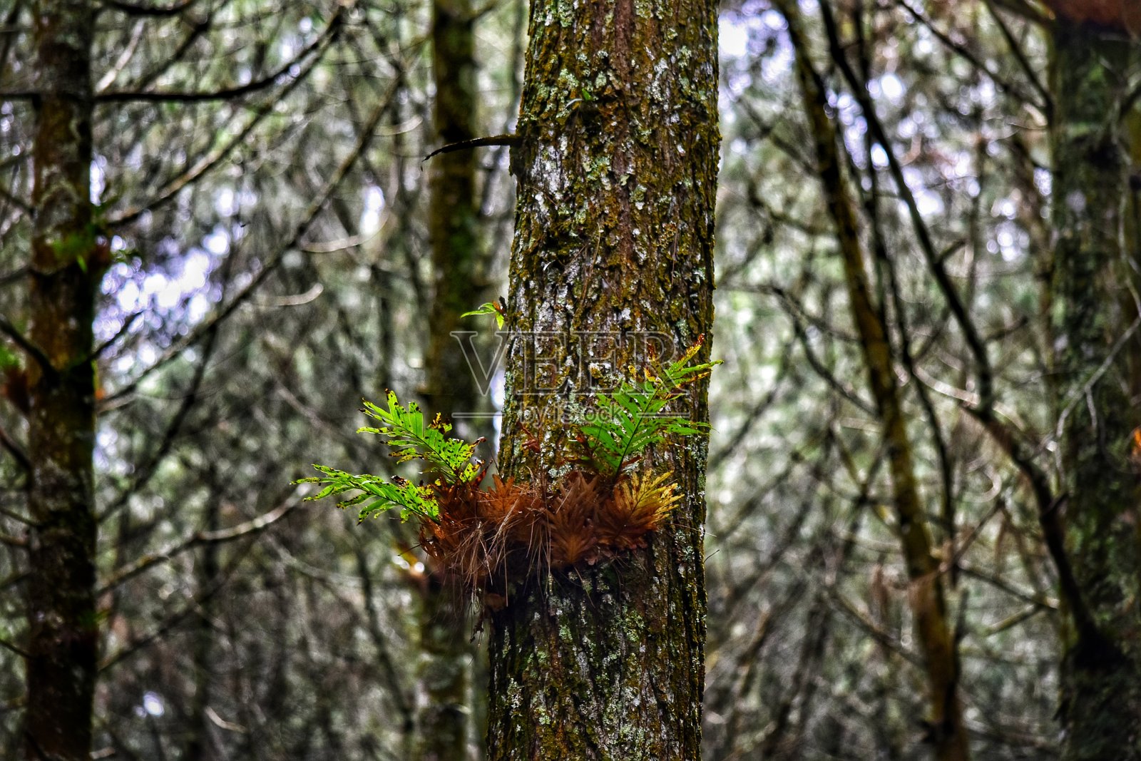 蕨类植物是一种燕窝蕨类植物，一般作为观赏植物种植照片摄影图片