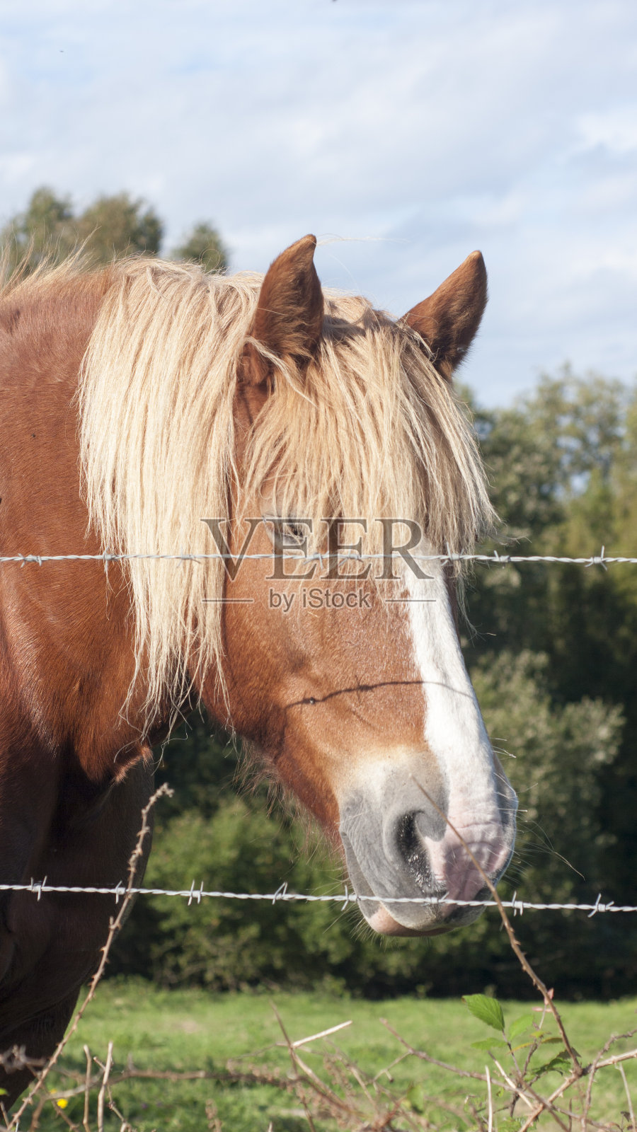 栅栏后的棕马照片摄影图片