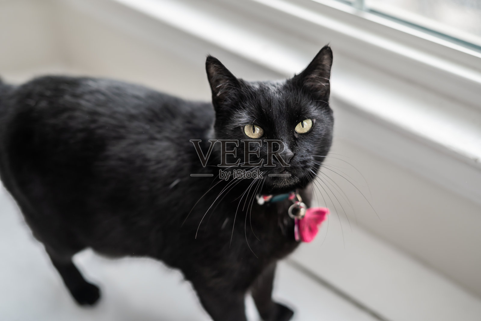 厨房里最可爱的黑猫，有亮粉色的衣领照片摄影图片