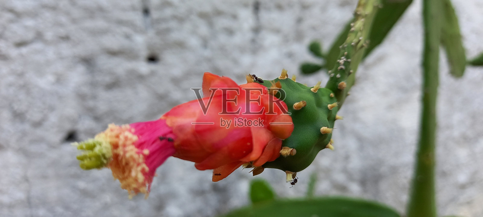 仙人掌花照片摄影图片