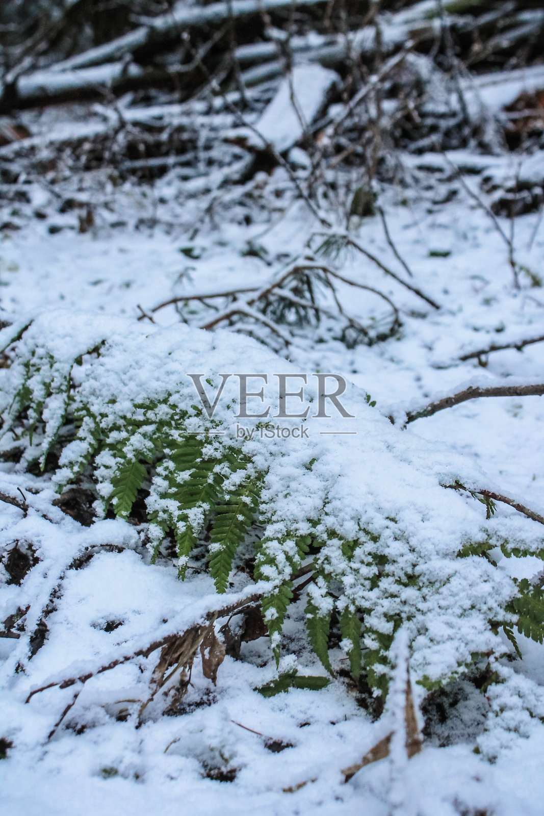 冬季自然照片摄影图片