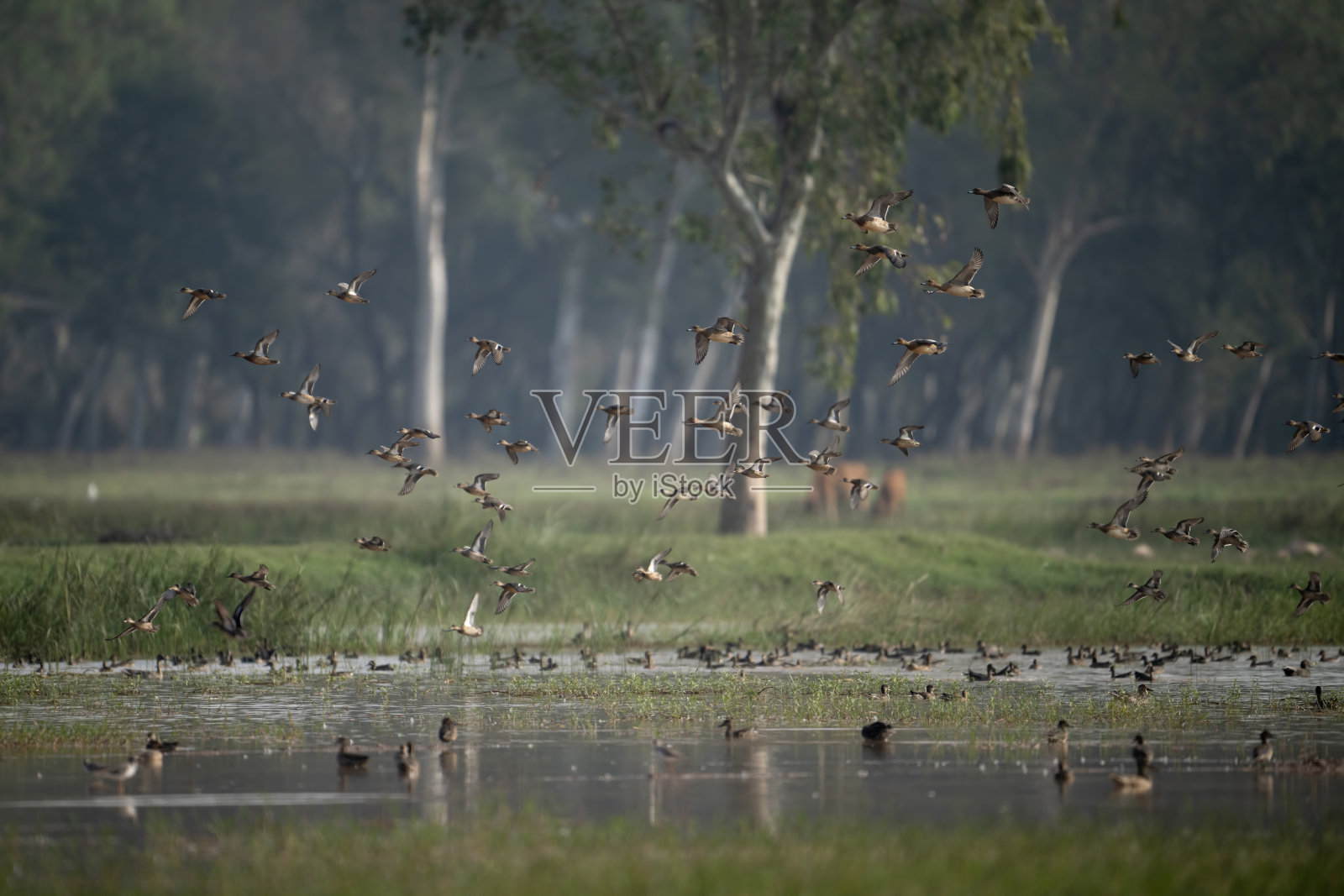 一群鸭子在湿地上岸照片摄影图片